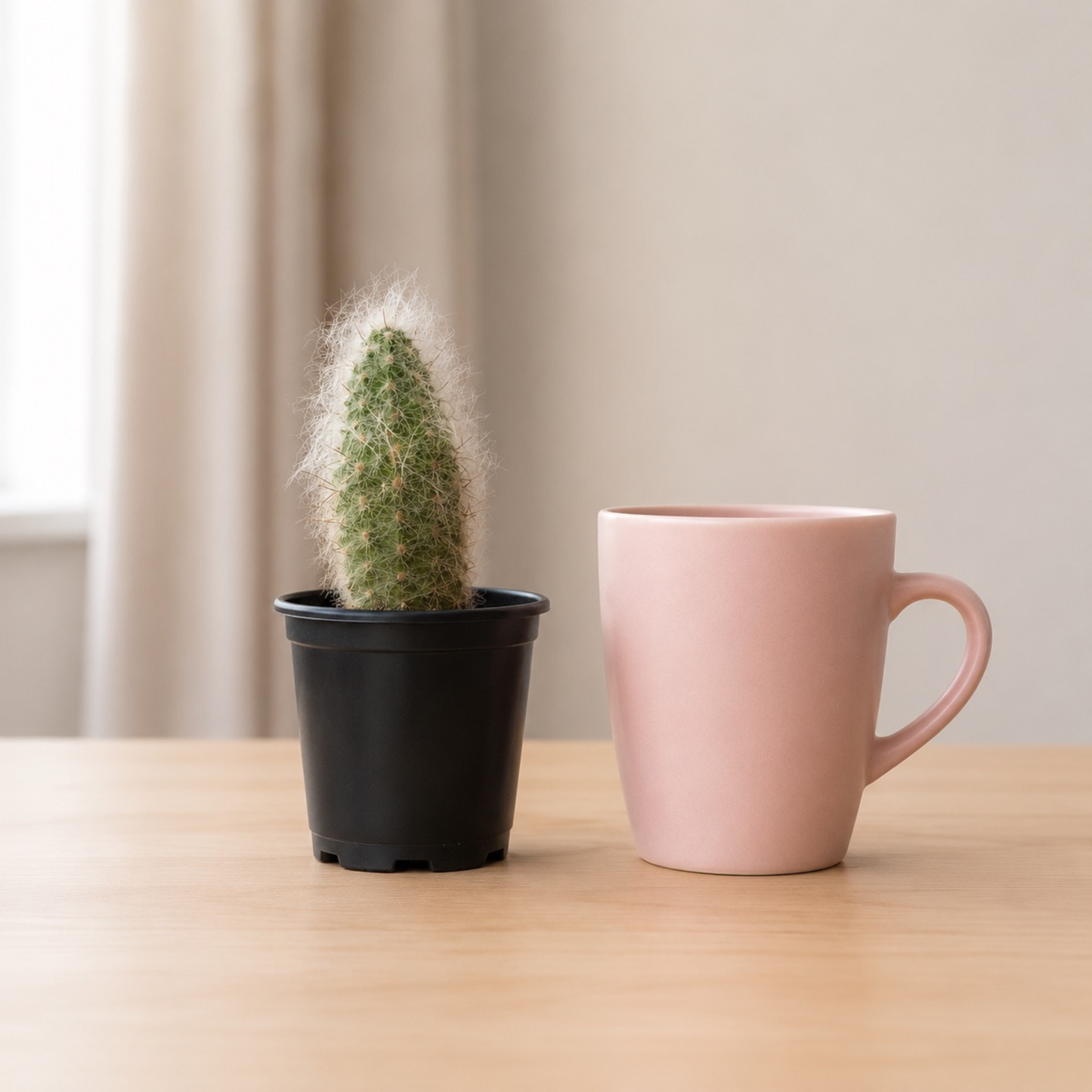 Oreocereus trollii cactus with soft white hair-like spines and upright green growth in a black nursery pot