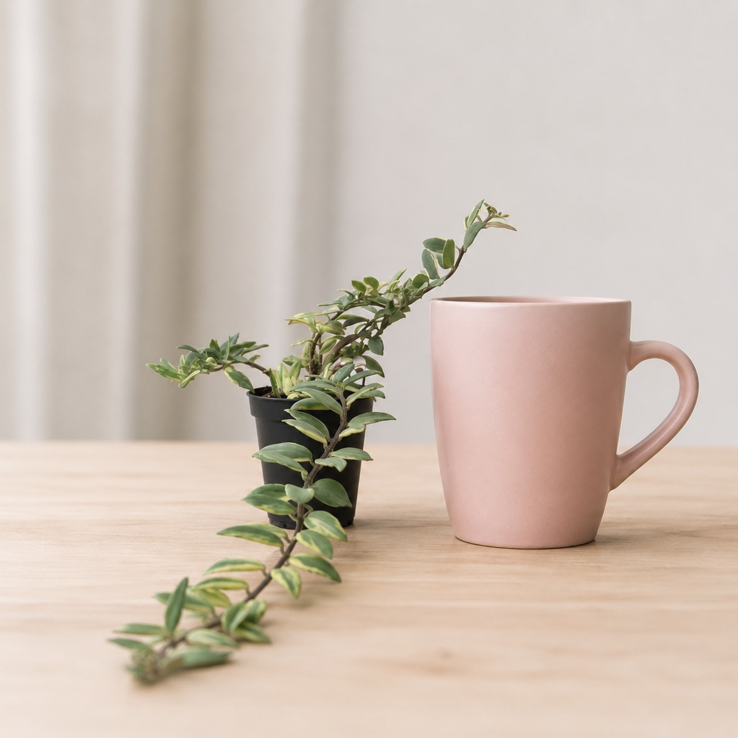 Aeschynanthus 'Variegata' Lipstick Plant with glossy green foliage and creamy variegation growing in a black nursery pot