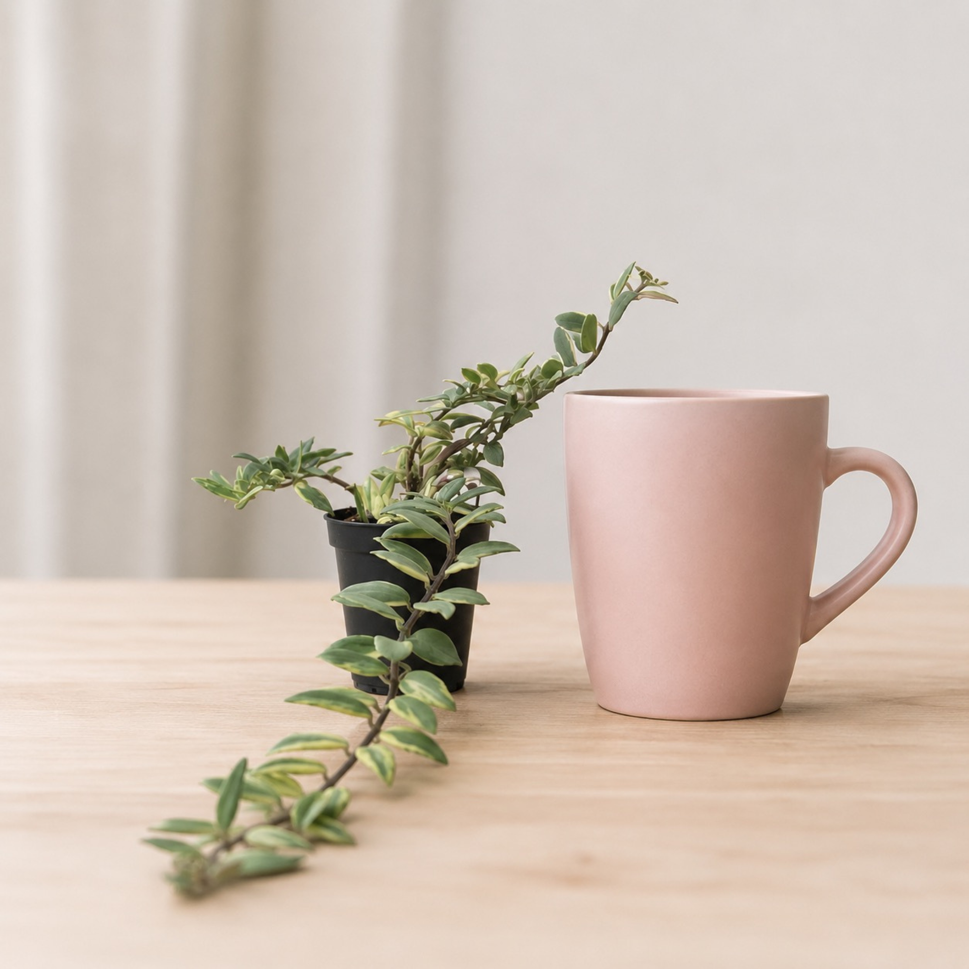 Aeschynanthus 'Variegata' Lipstick Plant with glossy green foliage and creamy variegation growing in a black nursery pot