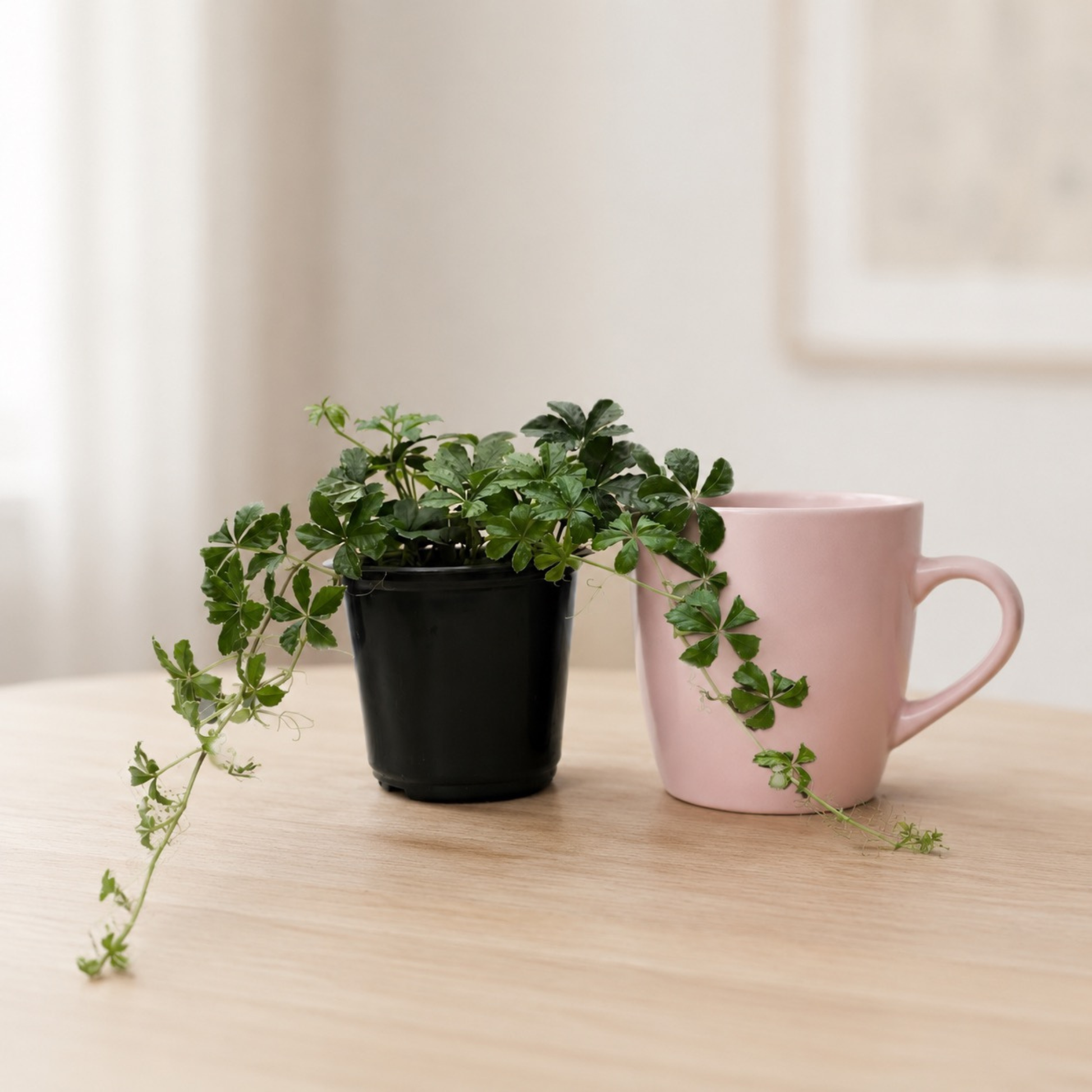 Parthenocissus striata Sugar Vine with glossy green divided foliage in a nursery pot
