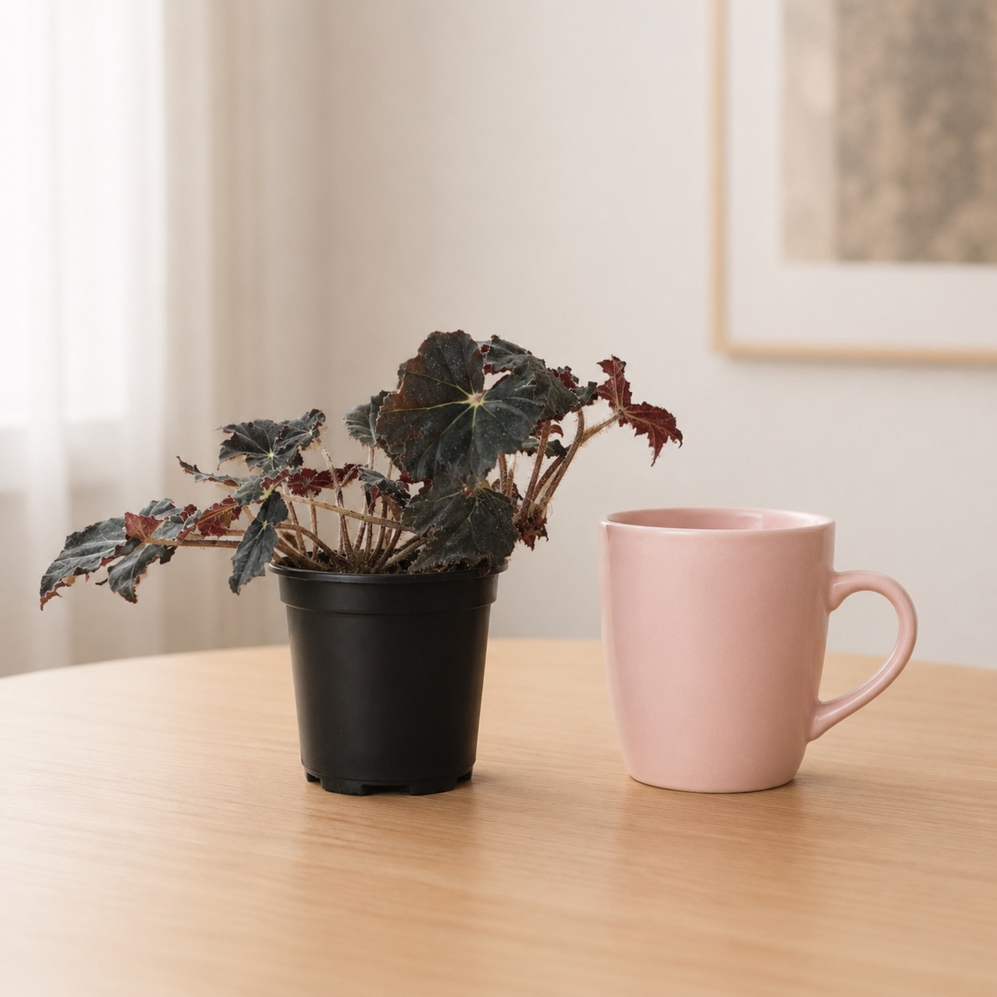 Begonia 'Virbob' (Rex Begonia) featuring dramatic dark nearly black textured foliage with burgundy undersides and fuzzy stems in a nursery pot.