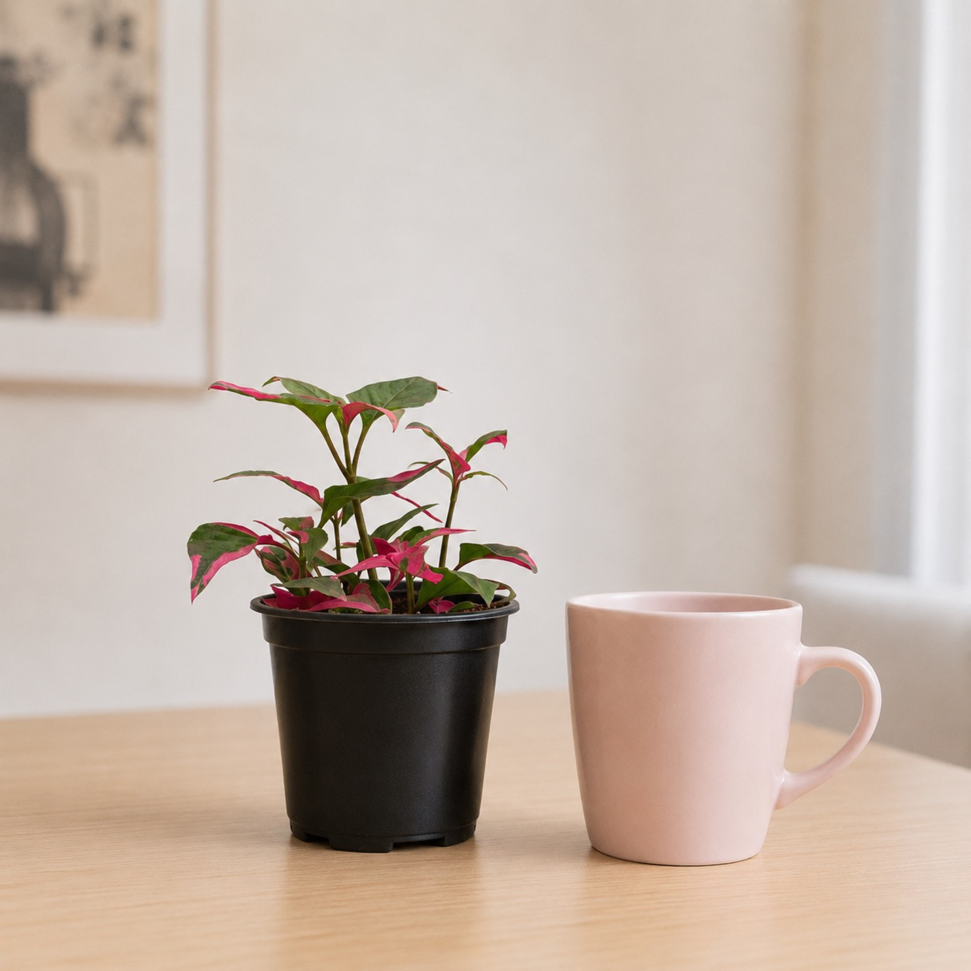 Alternanthera 'Party Time' plant with vibrant green foliage splashed with bright pink variegation