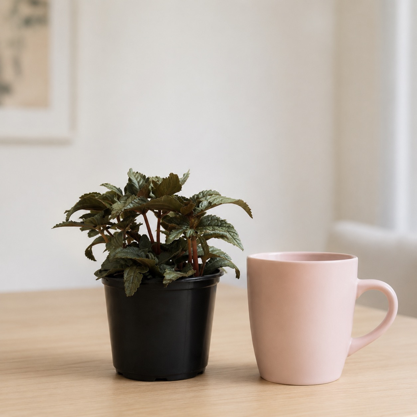 Pilea spruceana Silver Tree plant with textured metallic silver-green foliage and reddish stems in a black nursery pot