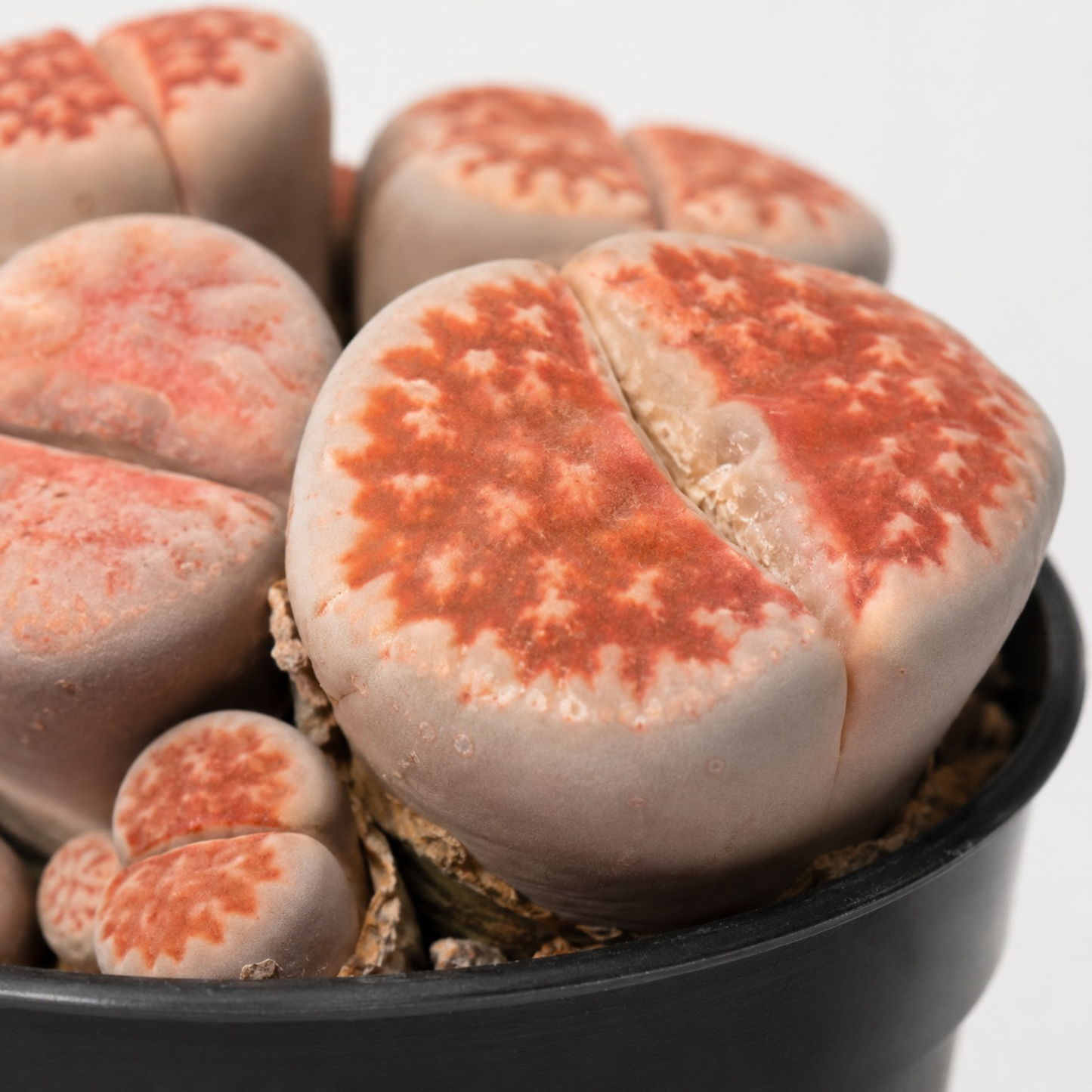 2.5" Lithops succulent known as Living Stones with patterned stone-like leaves in shades of brown and green growing in a black nursery pot