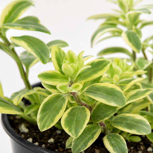 Aeschynanthus 'Variegata' Lipstick Plant with glossy green foliage and creamy variegation growing in a black nursery pot