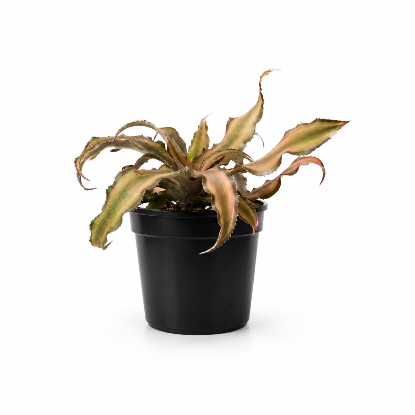 Pink Earth Star bromeliad (Cryptanthus) with wavy pink and green variegated foliage in a black nursery pot