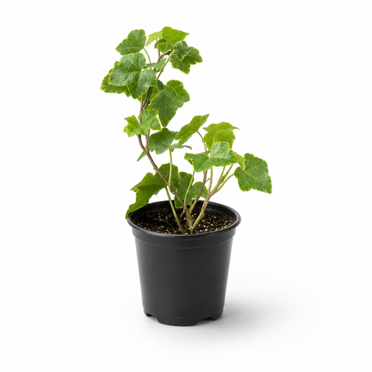 Hedera helix 'Variegata' – English Ivy