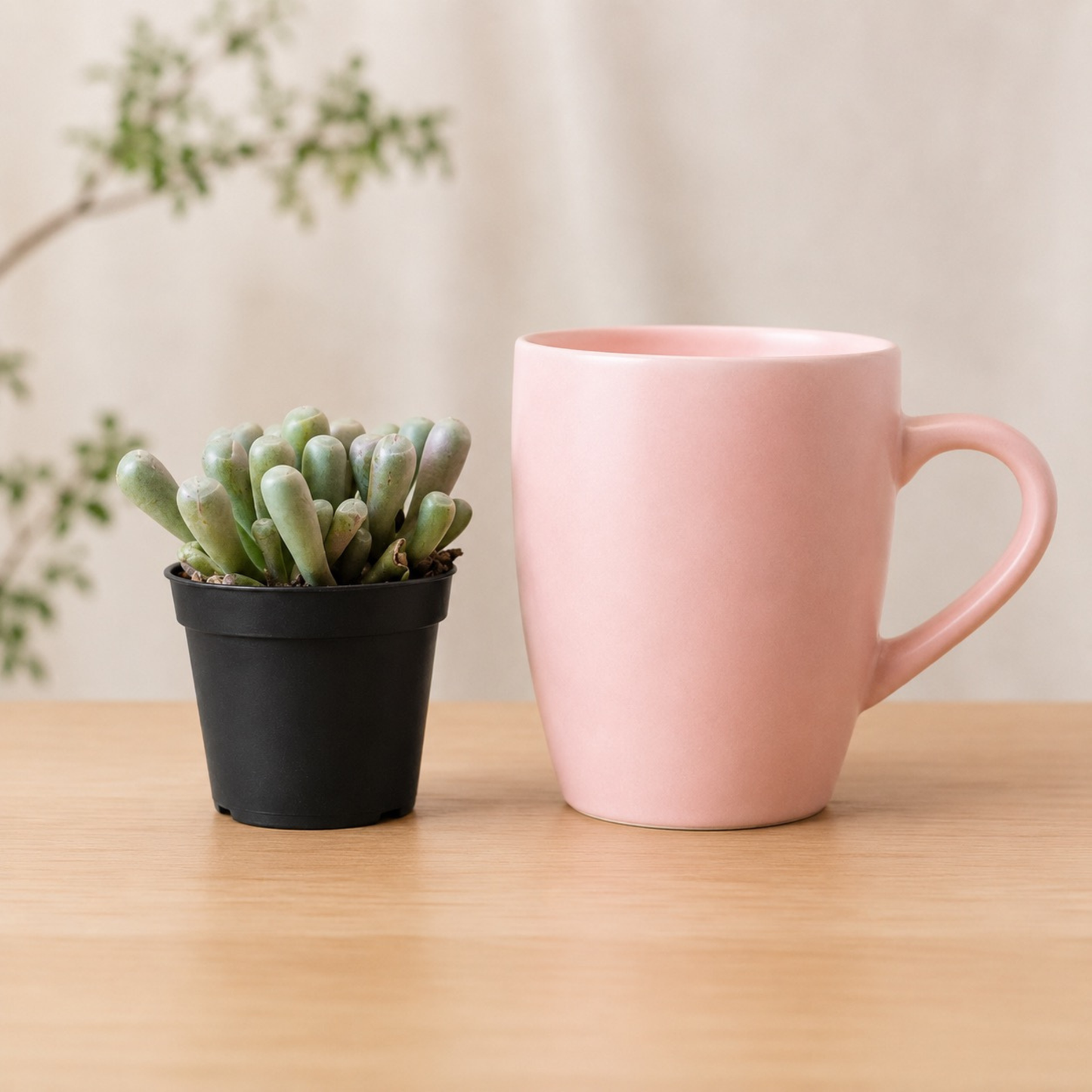 Fenestraria rhopalophylla succulent known as Baby Toes with plump pale green leaves showing soft pink-purple tones in a black nursery pot
