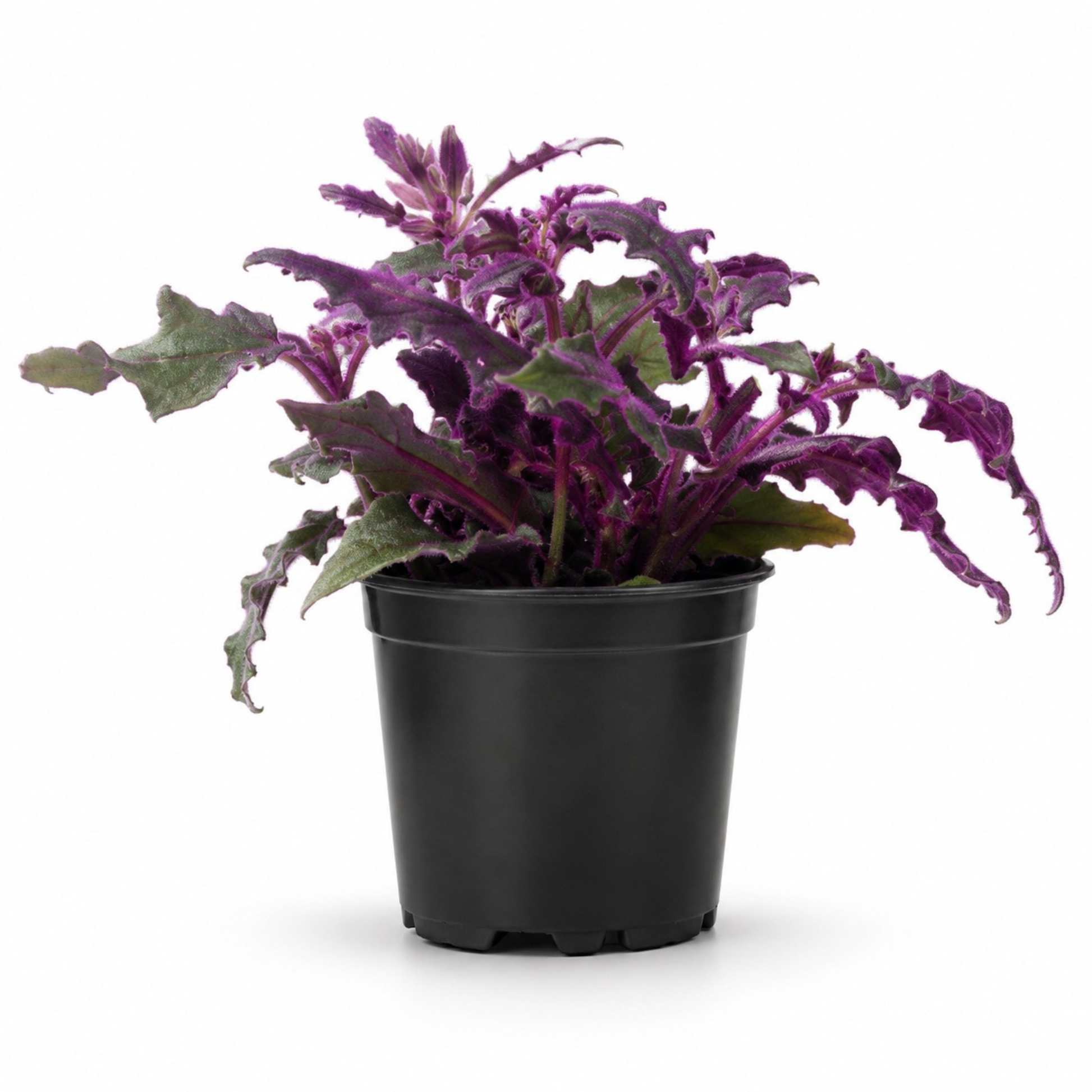 Purple Passion Plant (Gynura aurantiaca) with velvety green foliage covered in vivid purple hairs growing in a black nursery pot.