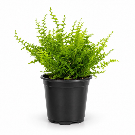 Nephrolepis exaltata 'Fluffy Ruffles' fern with bright green densely ruffled fronds growing in a black nursery pot.
