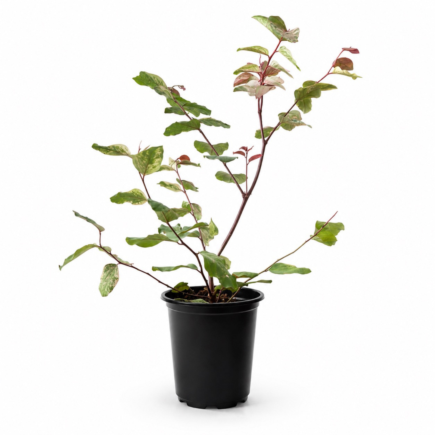 Breynia disticha 'Roseo-Picta' Snowbush with green leaves splashed with cream and soft pink variegation with red new growth in a black nursery pot