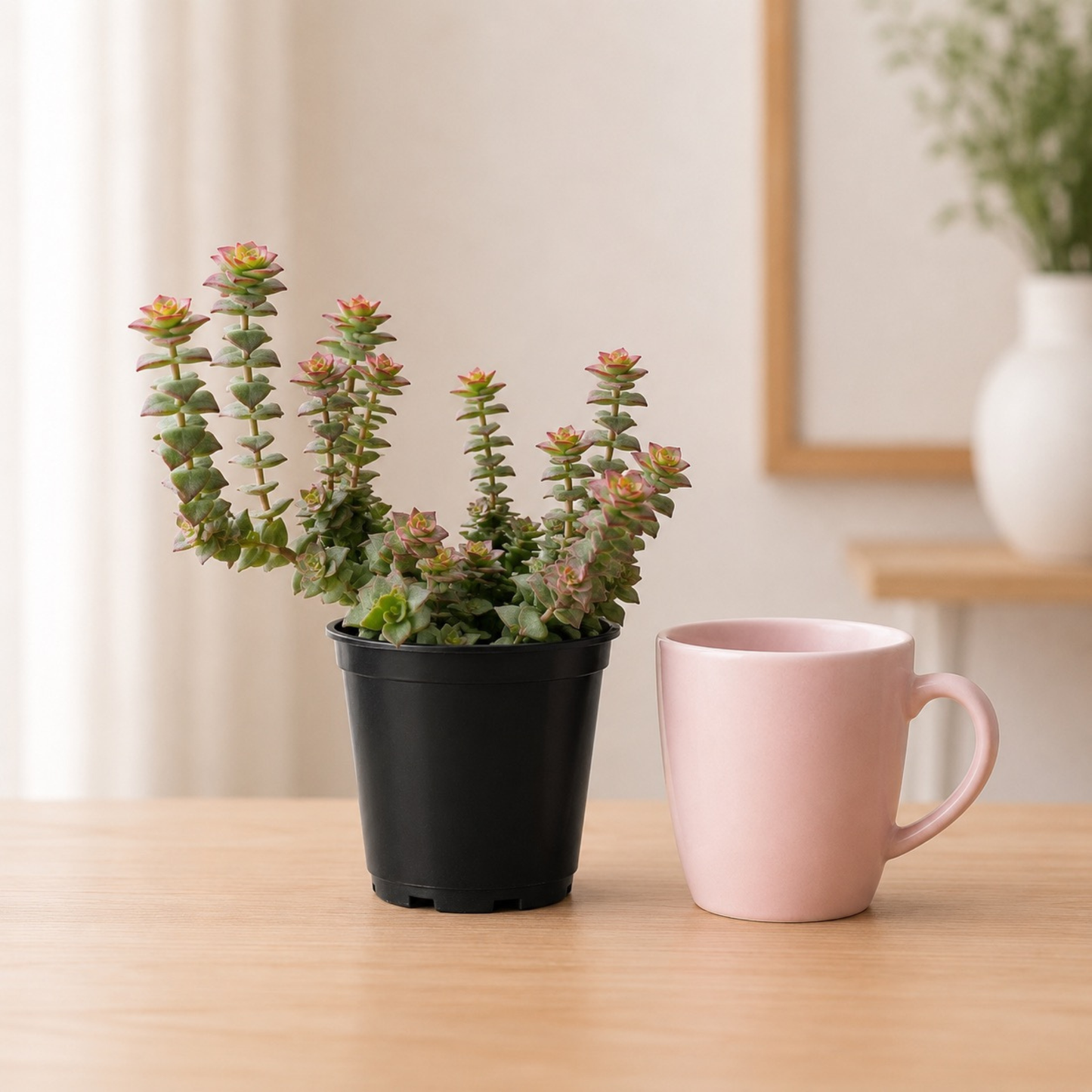 Crassula perforata String of Buttons succulent with stacked green leaves and soft pink edging growing in a black nursery pot
