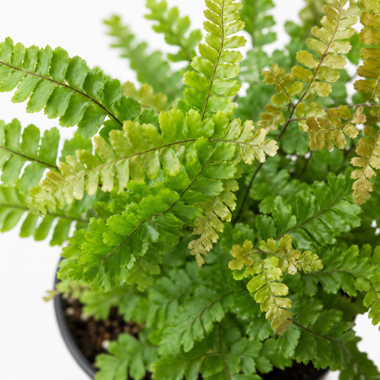 Rosy Maidenhair Fern with delicate segmented fronds, dark stems, and pale bronze emerging growth.