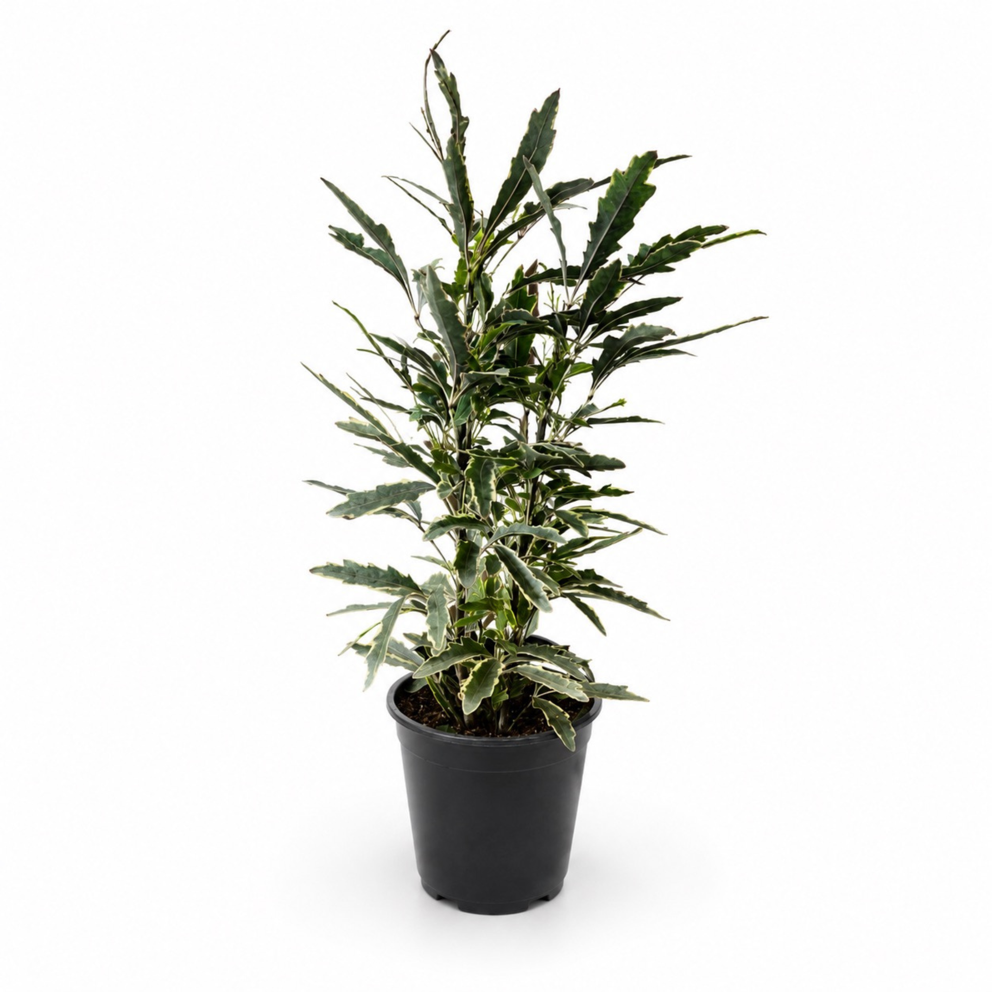 Plerandra elegantissima 'Variegata' False Aralia with narrow finely serrated foliage and creamy white variegated edges
