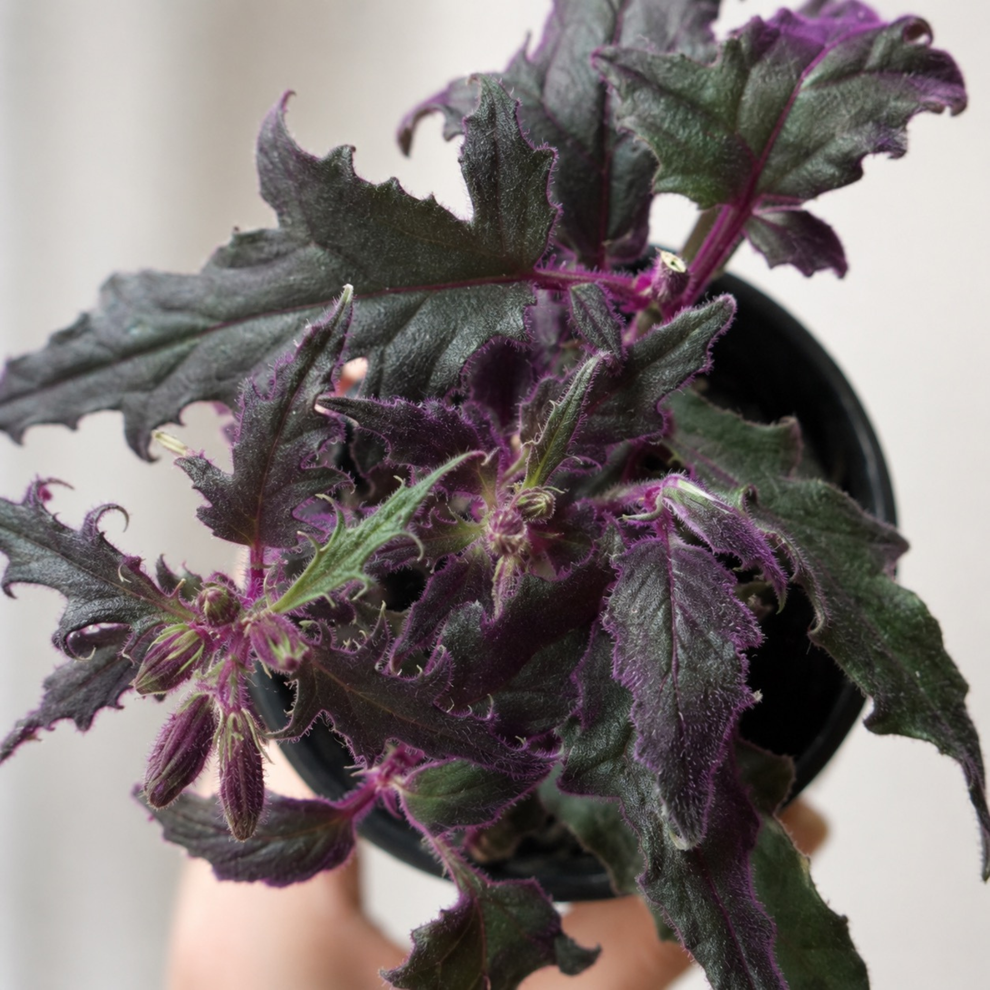 Gynura aurantiaca Purple Passion plant with velvety deep green foliage covered in vibrant purple hairs