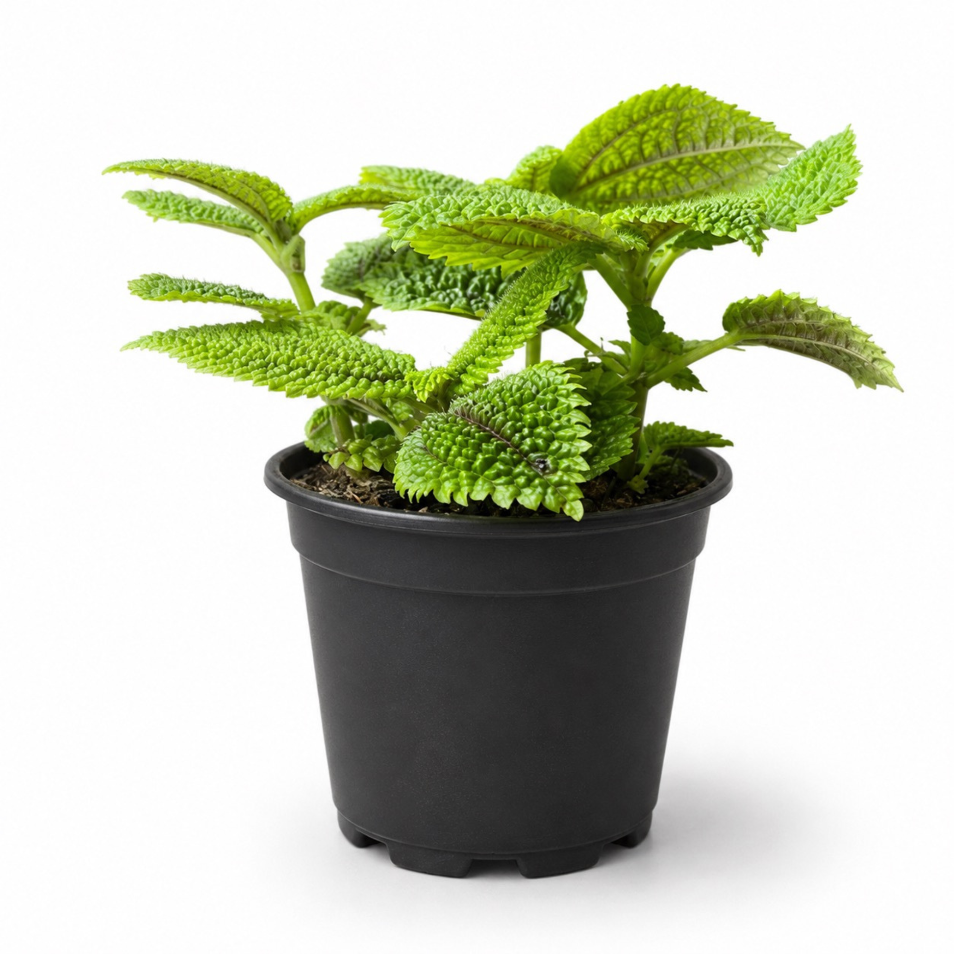 Pilea mollis Moon Valley plant with bright textured crinkled green leaves and deep veining