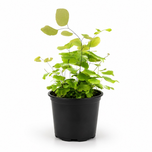 Maidenhair Fern with delicate fan-shaped lime green foliage and thin black stems growing in a nursery pot.
