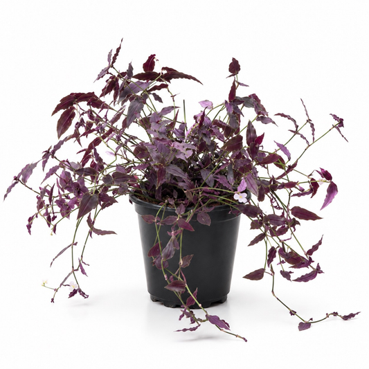 Gibasis geniculata Bridal Veil Plant with trailing purple foliage and delicate white flowers in a nursery pot

