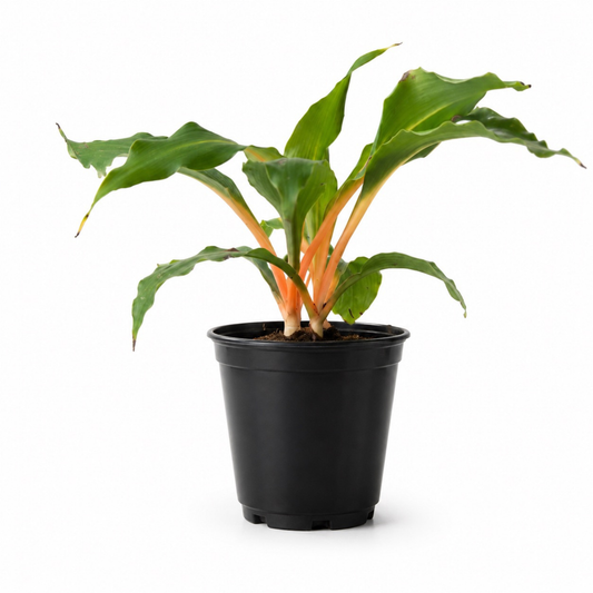 Chlorophytum amaniense Fire Flash Spider Plant with bright green leaves and vivid orange stems emerging from the center
