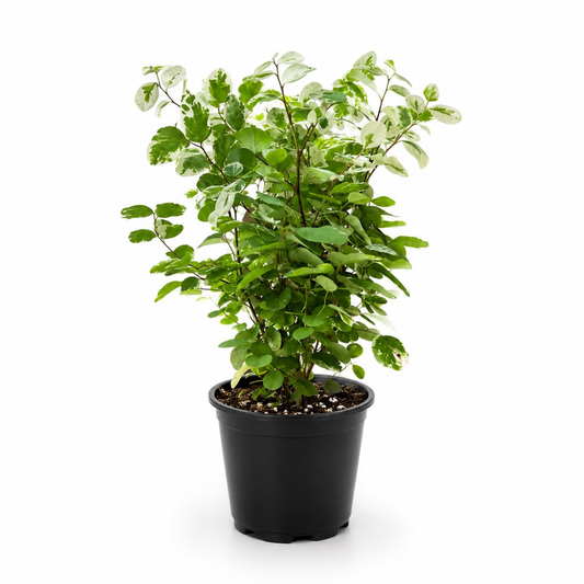 Variegated Snowbush (Breynia disticha 'Variegata') with creamy white and green marbled foliage growing in a black nursery pot.
