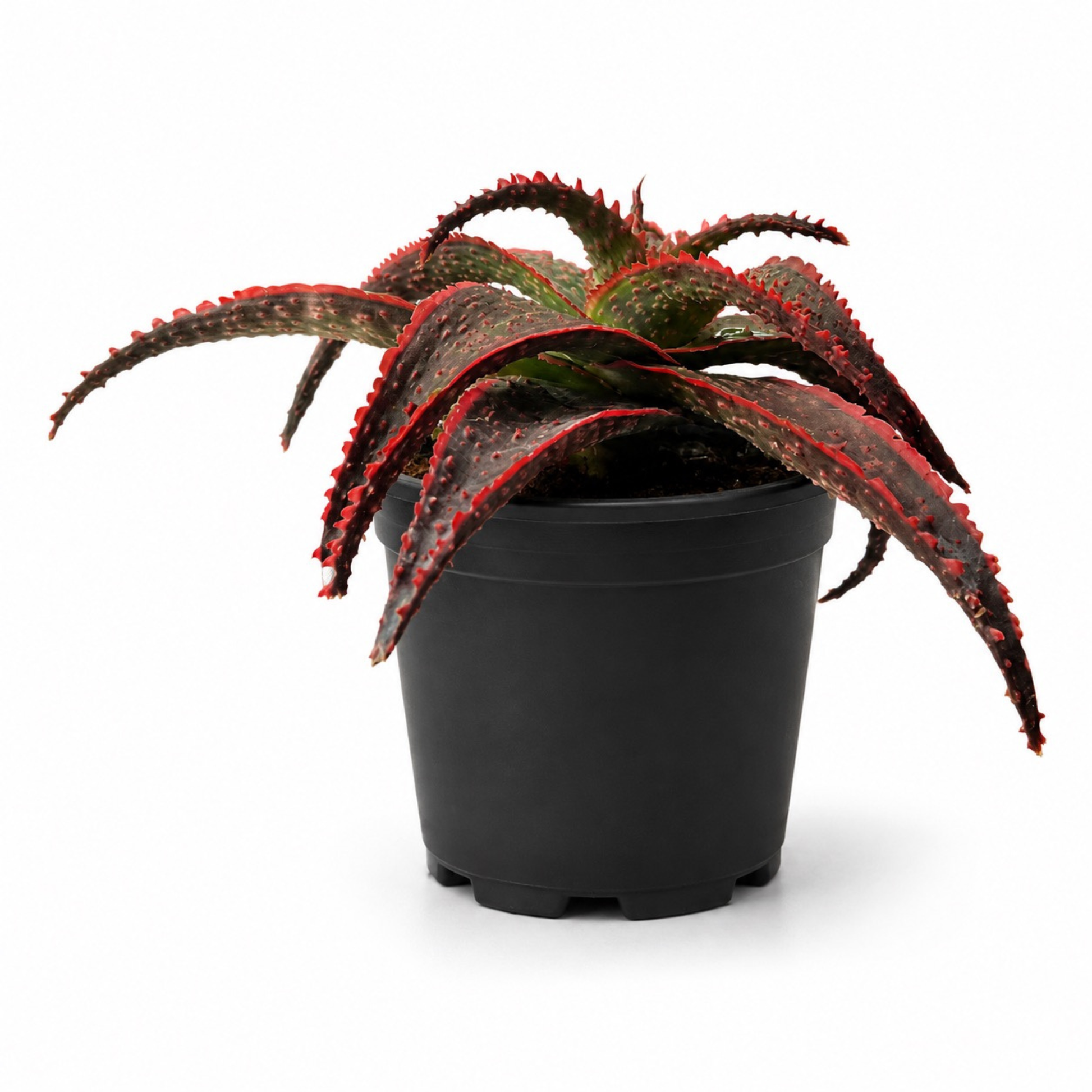 Aloe 'Christmas Carol' succulent with textured green foliage, raised red bumps, and vivid red edges in a black nursery pot
