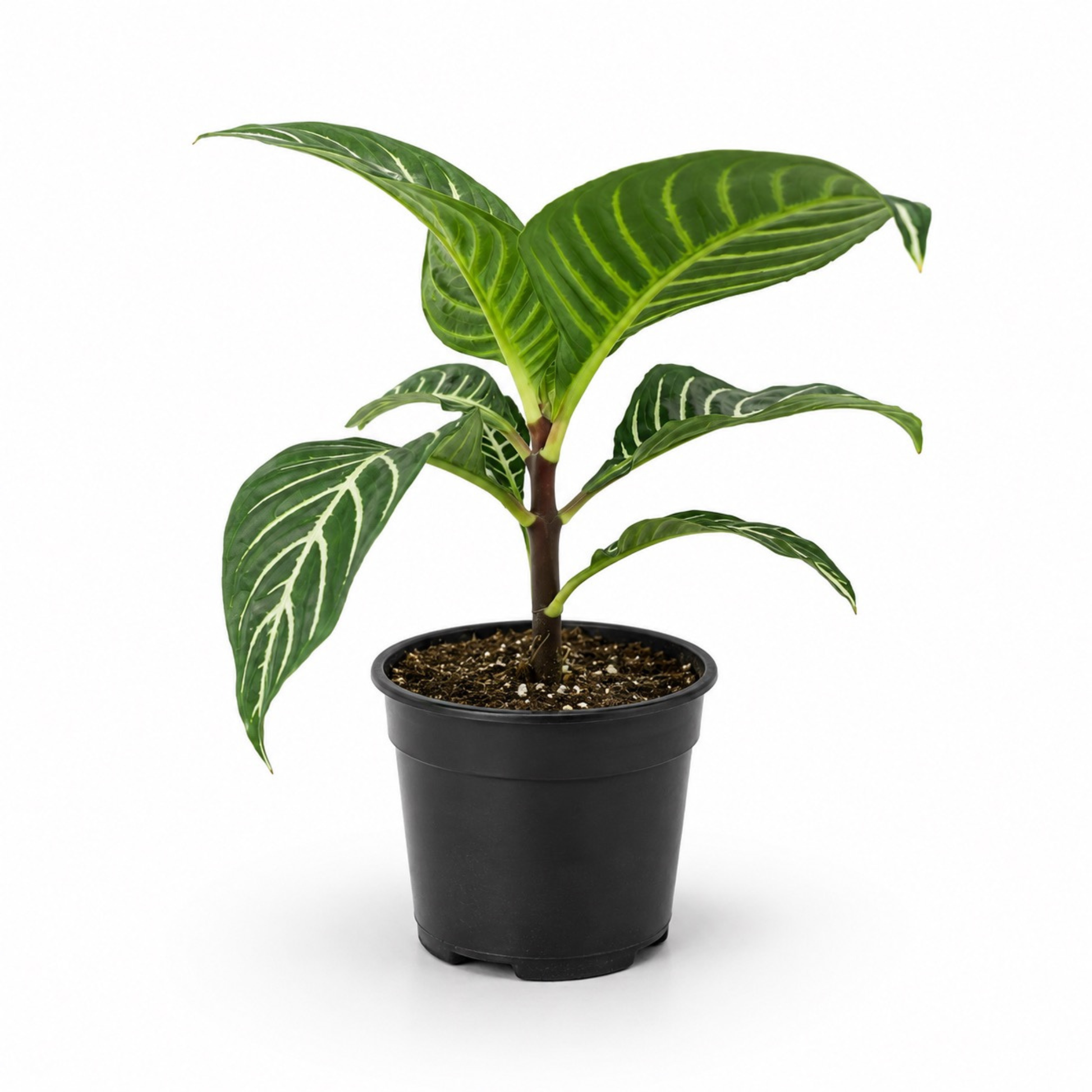 Aphelandra squarrosa 'Dania' Zebra Plant with glossy dark green foliage and bold white veining
