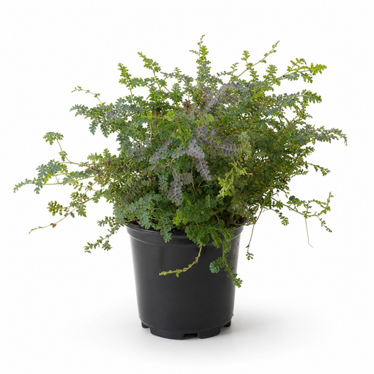Selaginella uncinata Peacock Fern with delicate blue-green trailing foliage in a nursery pot