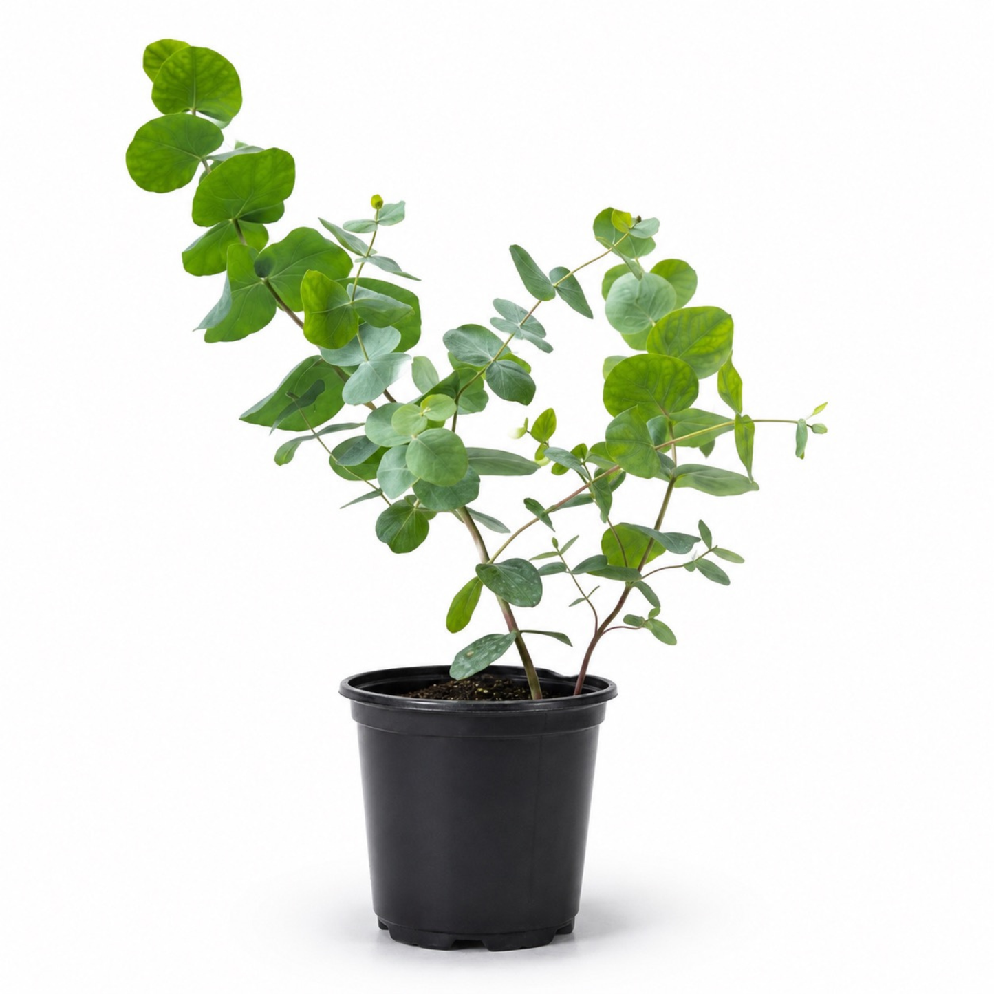 Eucalyptus cinerea Silver Dollar with soft silvery-green rounded foliage growing upright in a nursery pot