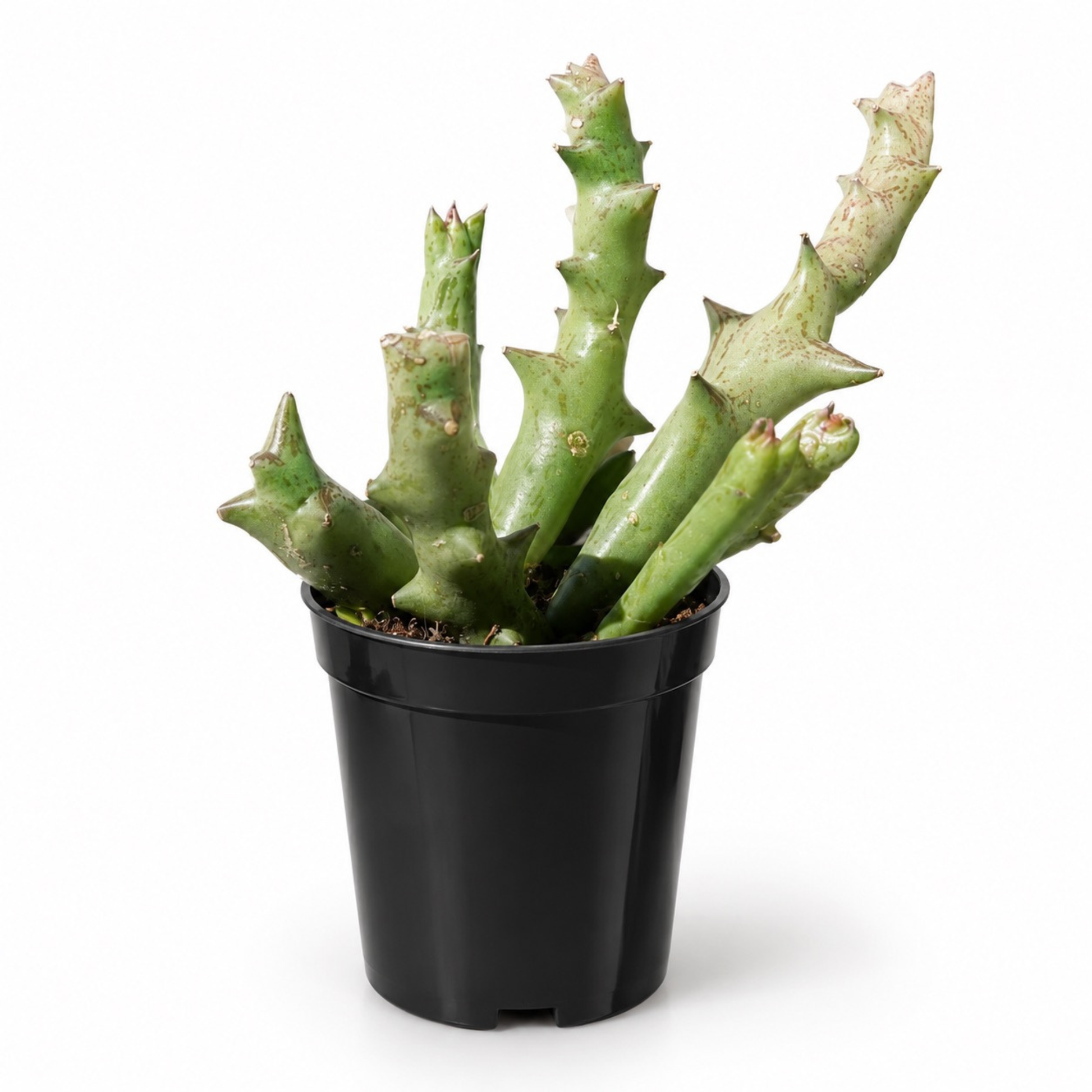 Caralluma chrysantha succulent with thick angular green stems in a black nursery pot
