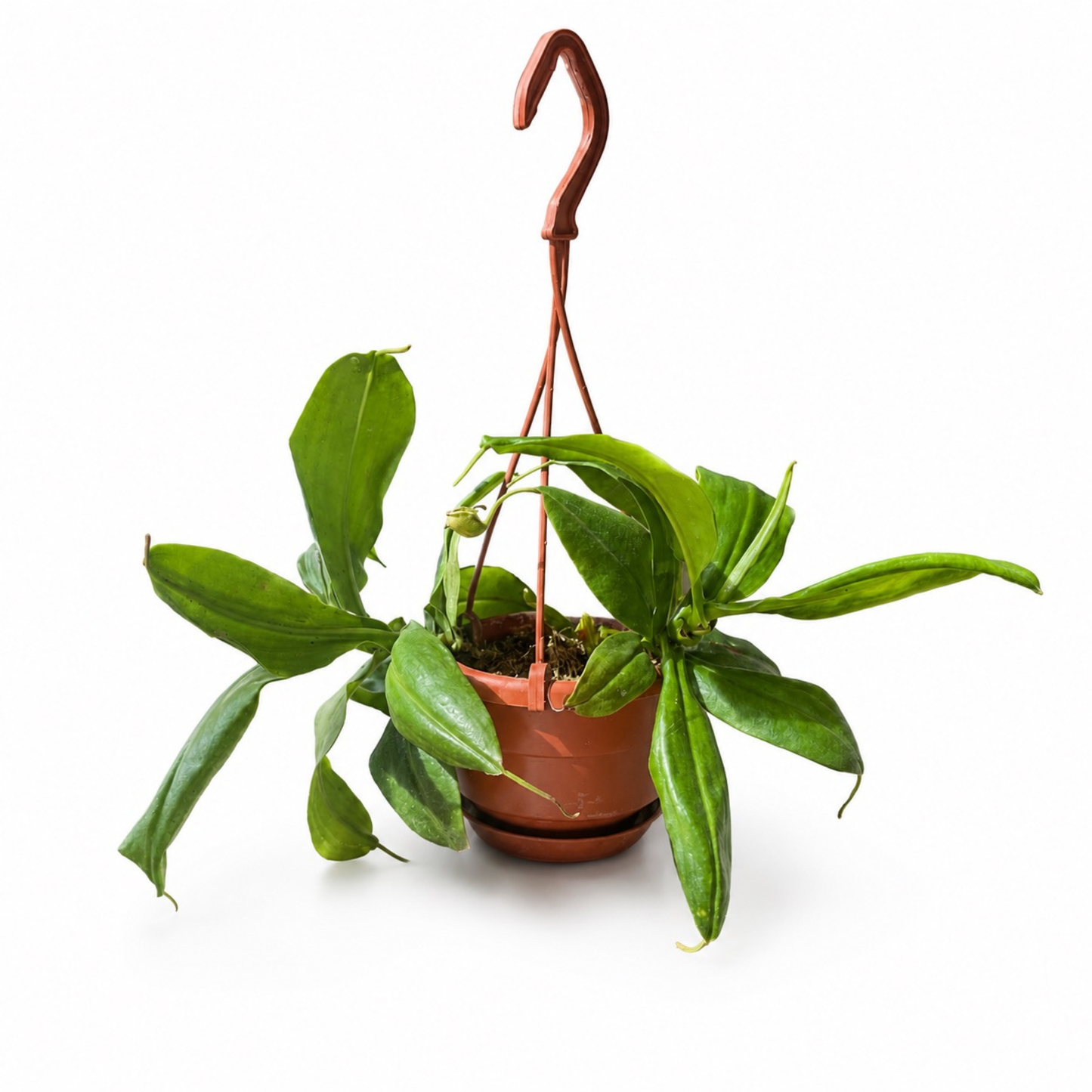 Nepenthes tropical pitcher plant with long green leaves and developing pitchers growing in a hanging basket