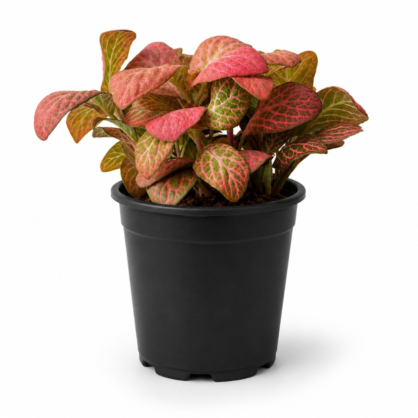 Pink Fittonia Nerve Plant with colorful veined foliage in a black nursery pot