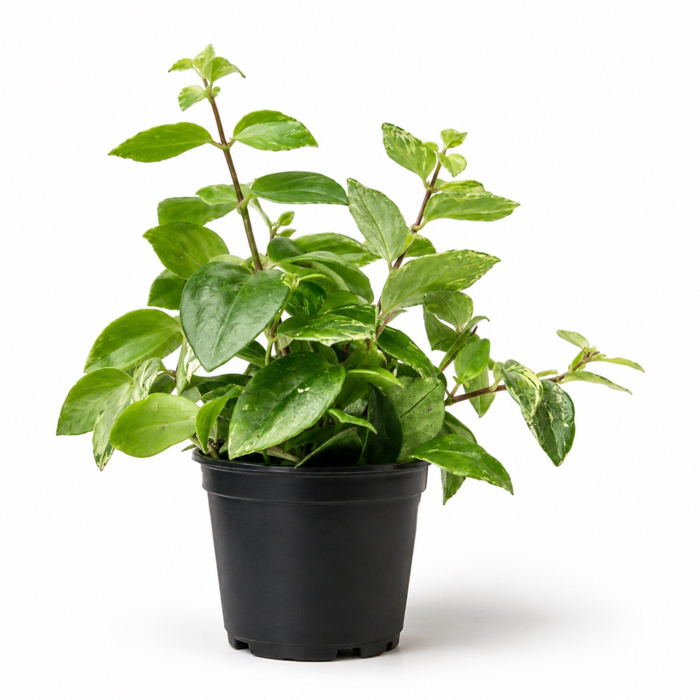 Aeschynanthus bicolor 'Variegata' Lipstick Plant with glossy green foliage and creamy variegation growing in a black nursery pot
