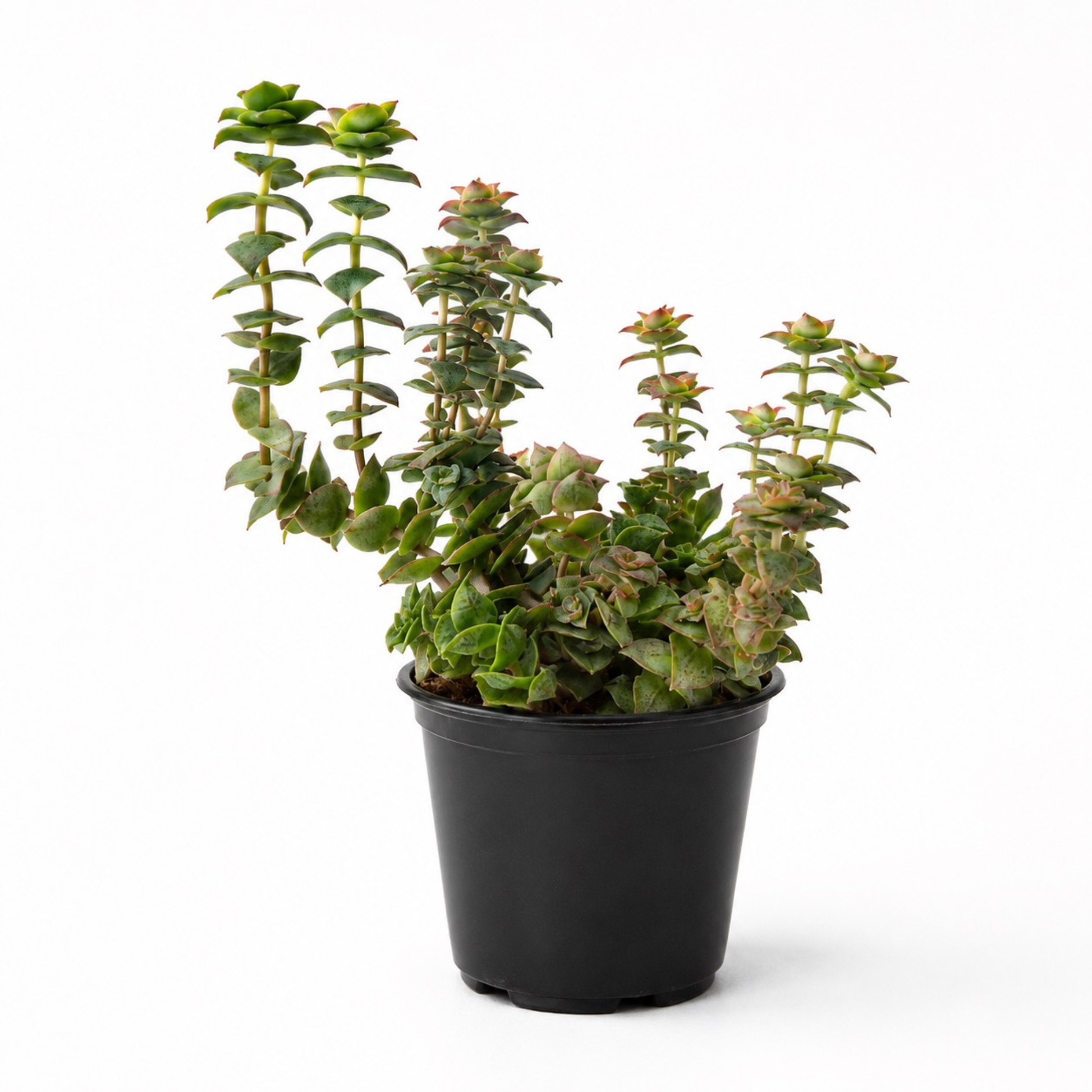Crassula perforata String of Buttons succulent with stacked green leaves and soft pink edging growing in a black nursery pot
