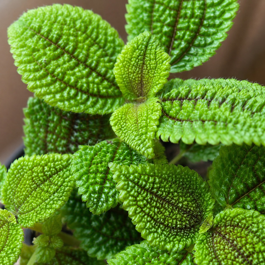 Pilea mollis Moon Valley plant with bright textured crinkled green leaves and deep veining