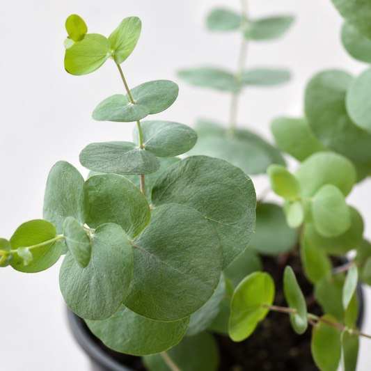 Eucalyptus cinerea Silver Dollar with soft silvery-green rounded foliage growing upright in a nursery pot