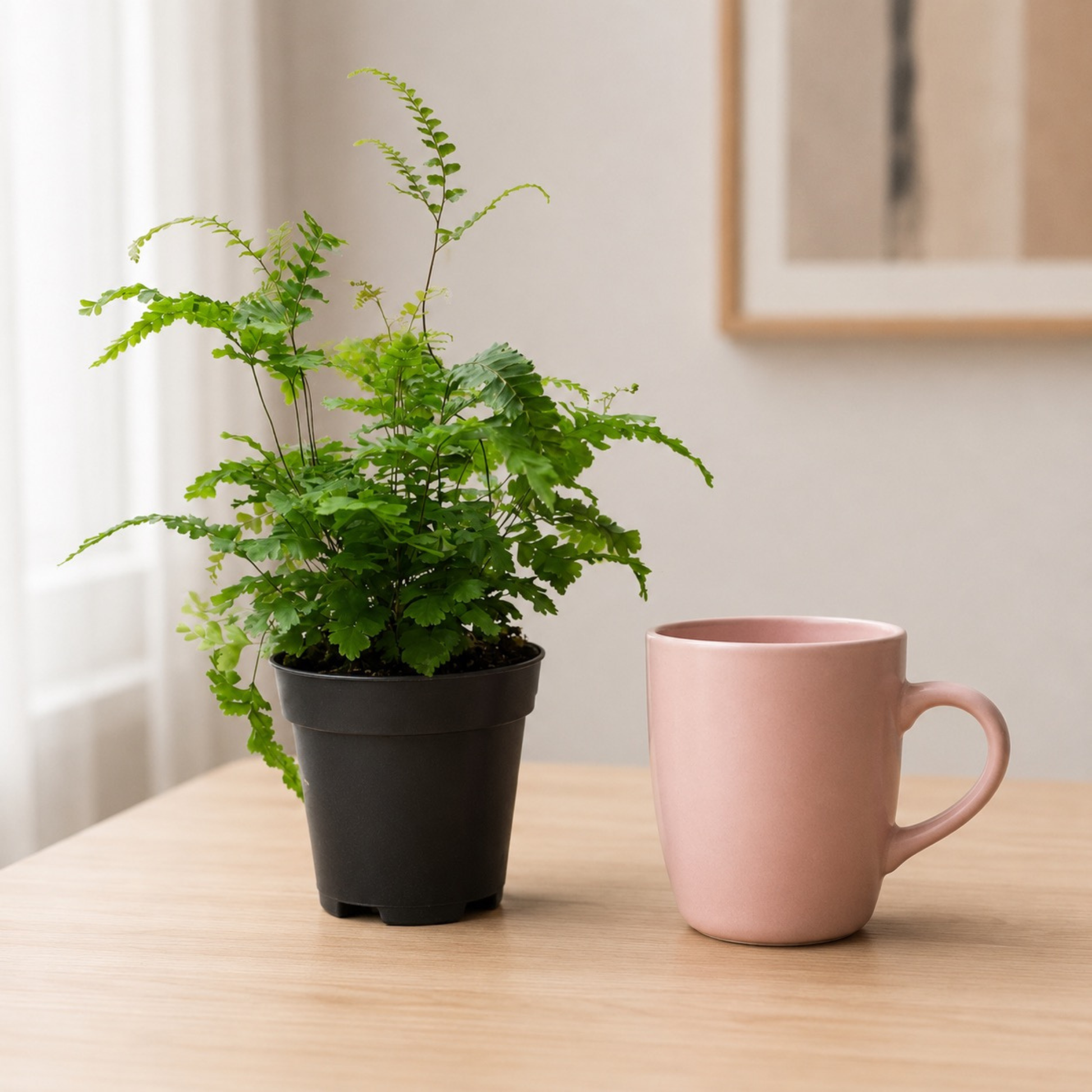 Rosy Maidenhair Fern with delicate segmented fronds, dark stems, and pale bronze emerging growth.