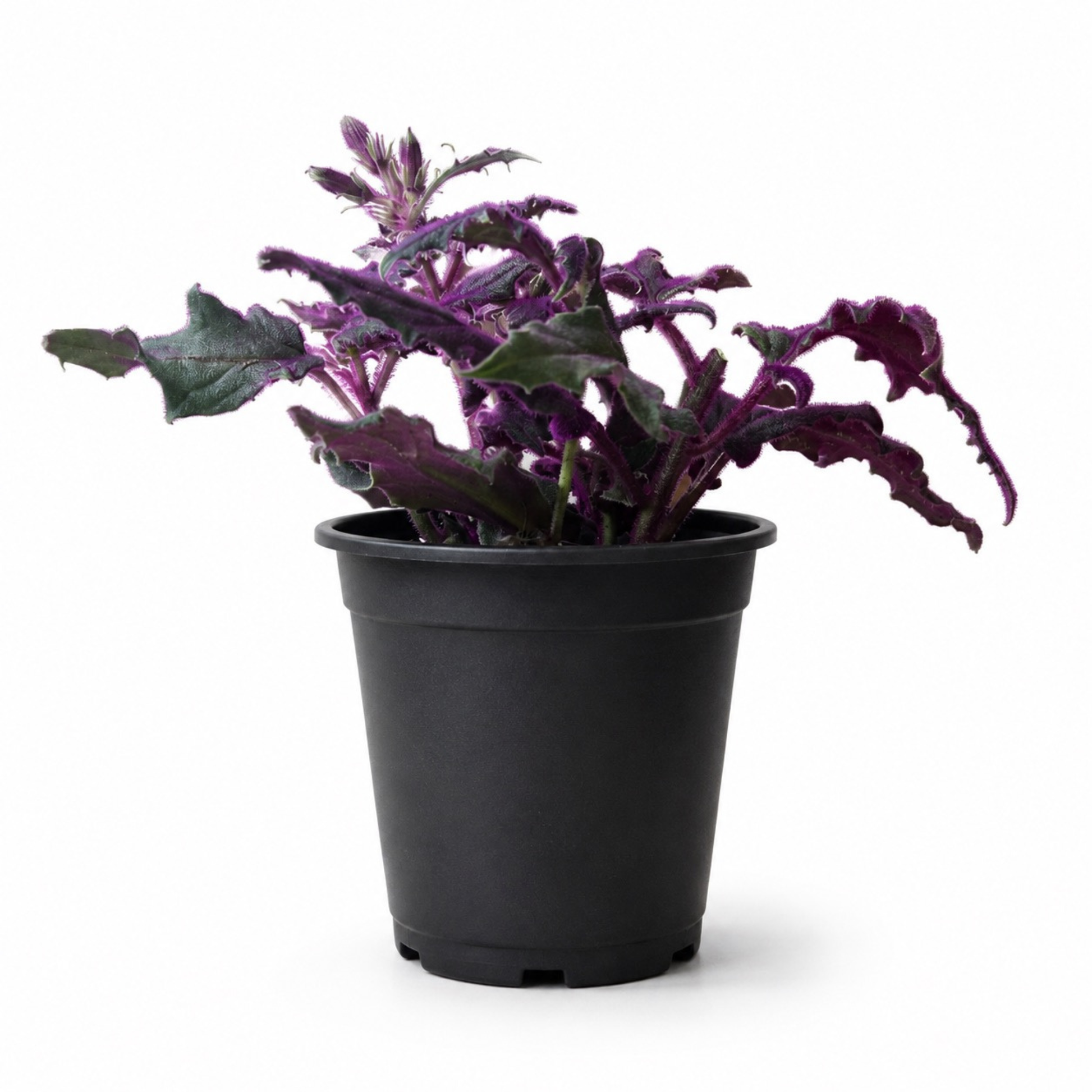 Gynura aurantiaca Purple Passion plant with velvety deep green foliage covered in vibrant purple hairs