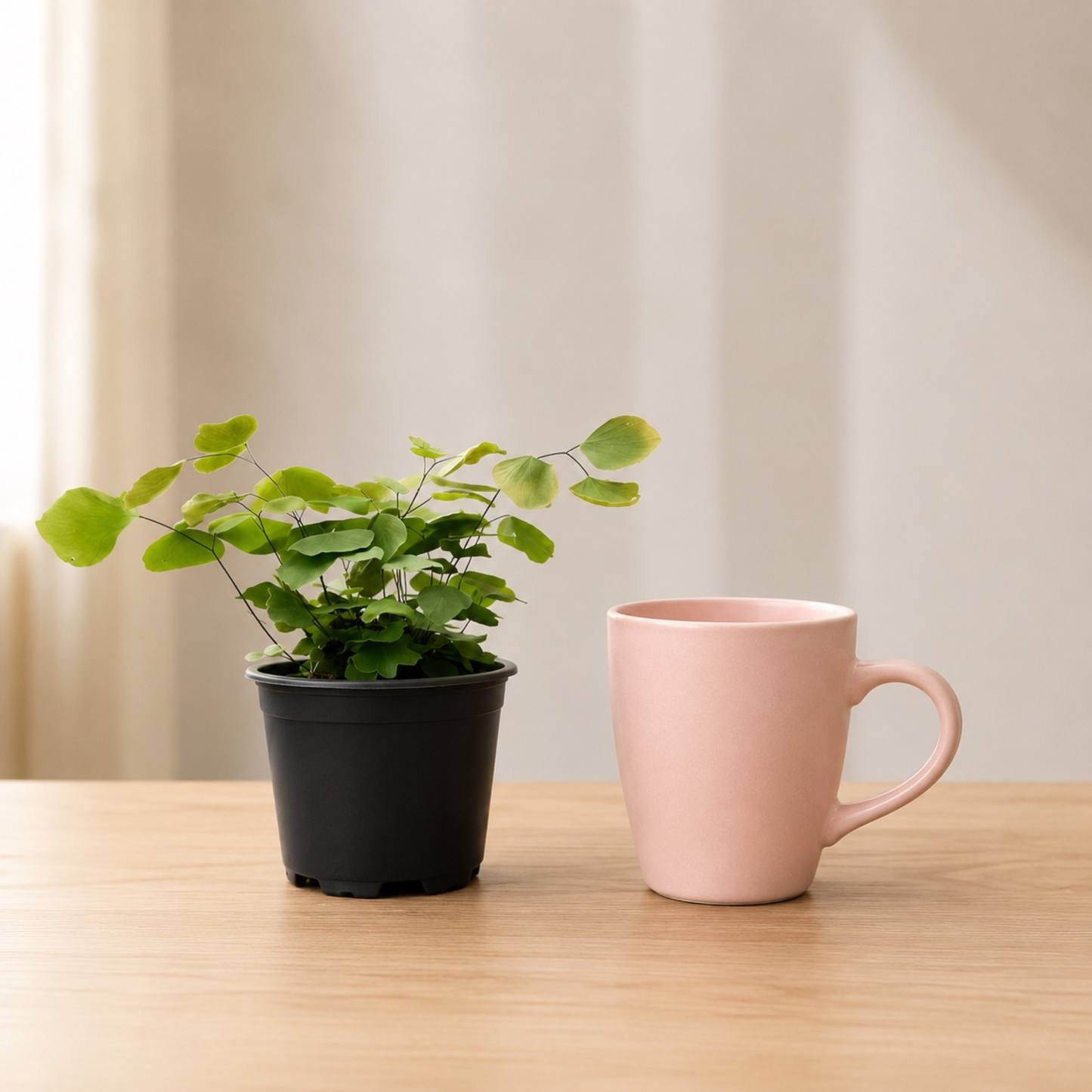 Maidenhair Fern with delicate fan-shaped lime green foliage and thin black stems growing in a nursery pot.
