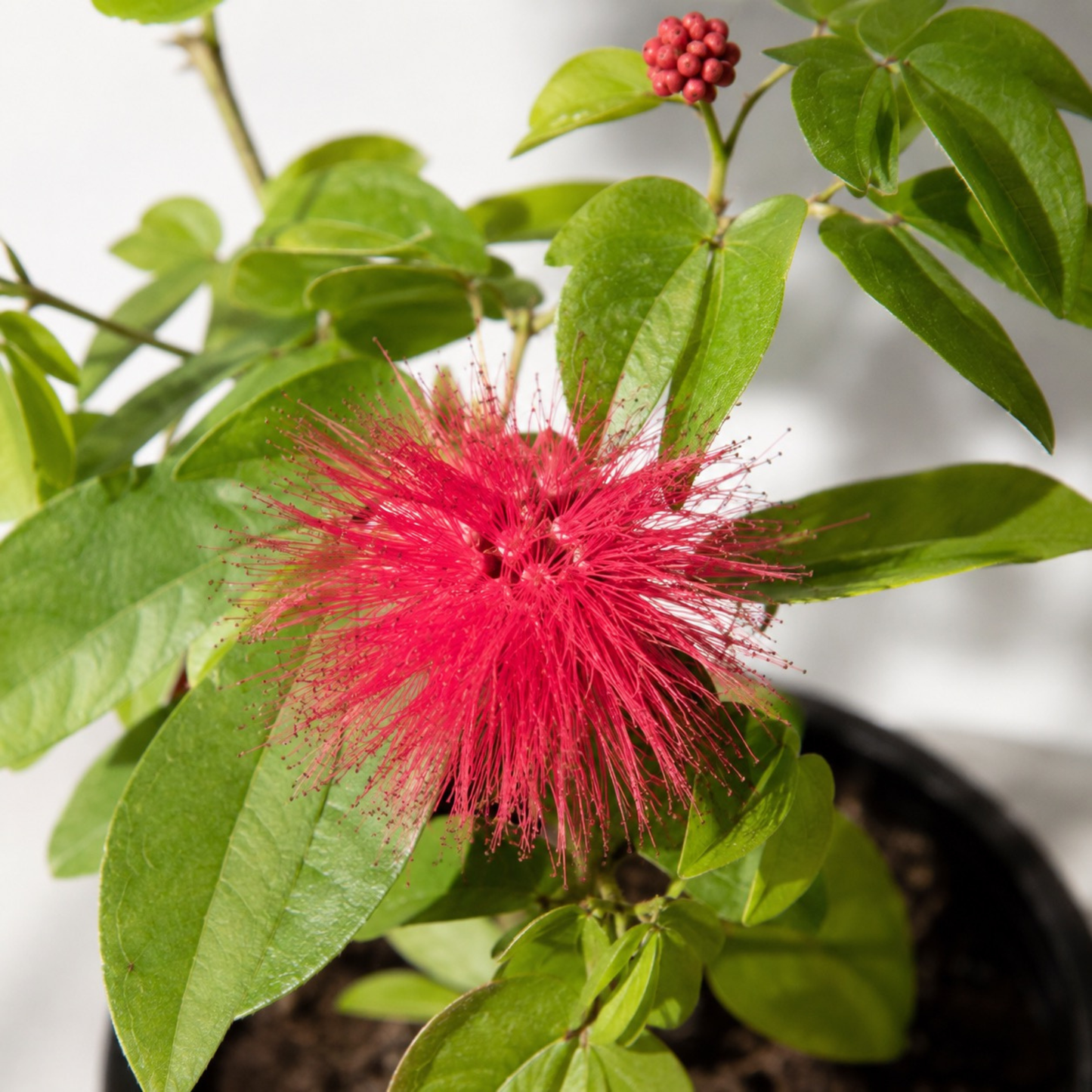 Calliandra powderpuff plant with bright pink fluffy flowers and green foliage growing in a black nursery pot