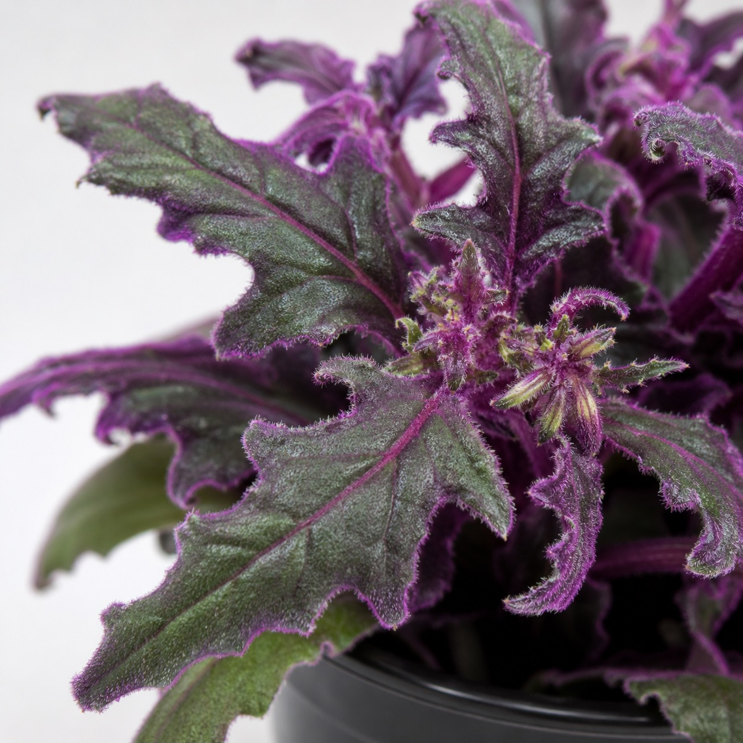 Purple Passion Plant (Gynura aurantiaca) with velvety green foliage covered in vivid purple hairs growing in a black nursery pot.