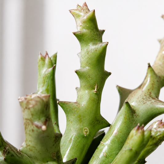 Caralluma chrysantha succulent with thick angular green stems in a black nursery pot