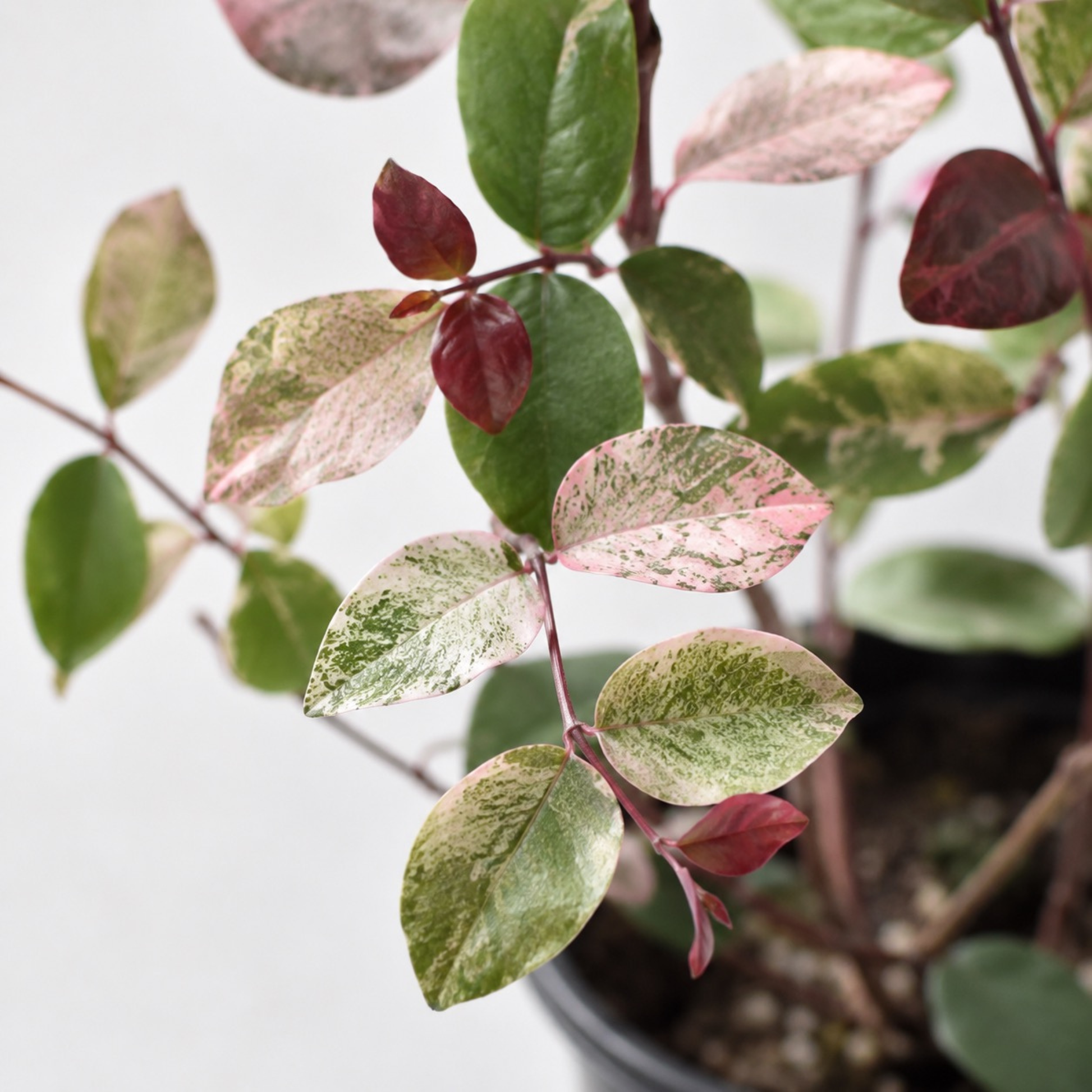 Breynia disticha 'Roseo-Picta' Snowbush with green leaves splashed with cream and soft pink variegation with red new growth in a black nursery pot