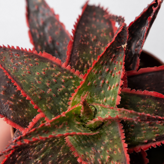 Aloe 'Christmas Carol' succulent with textured green foliage, raised red bumps, and vivid red edges in a black nursery pot