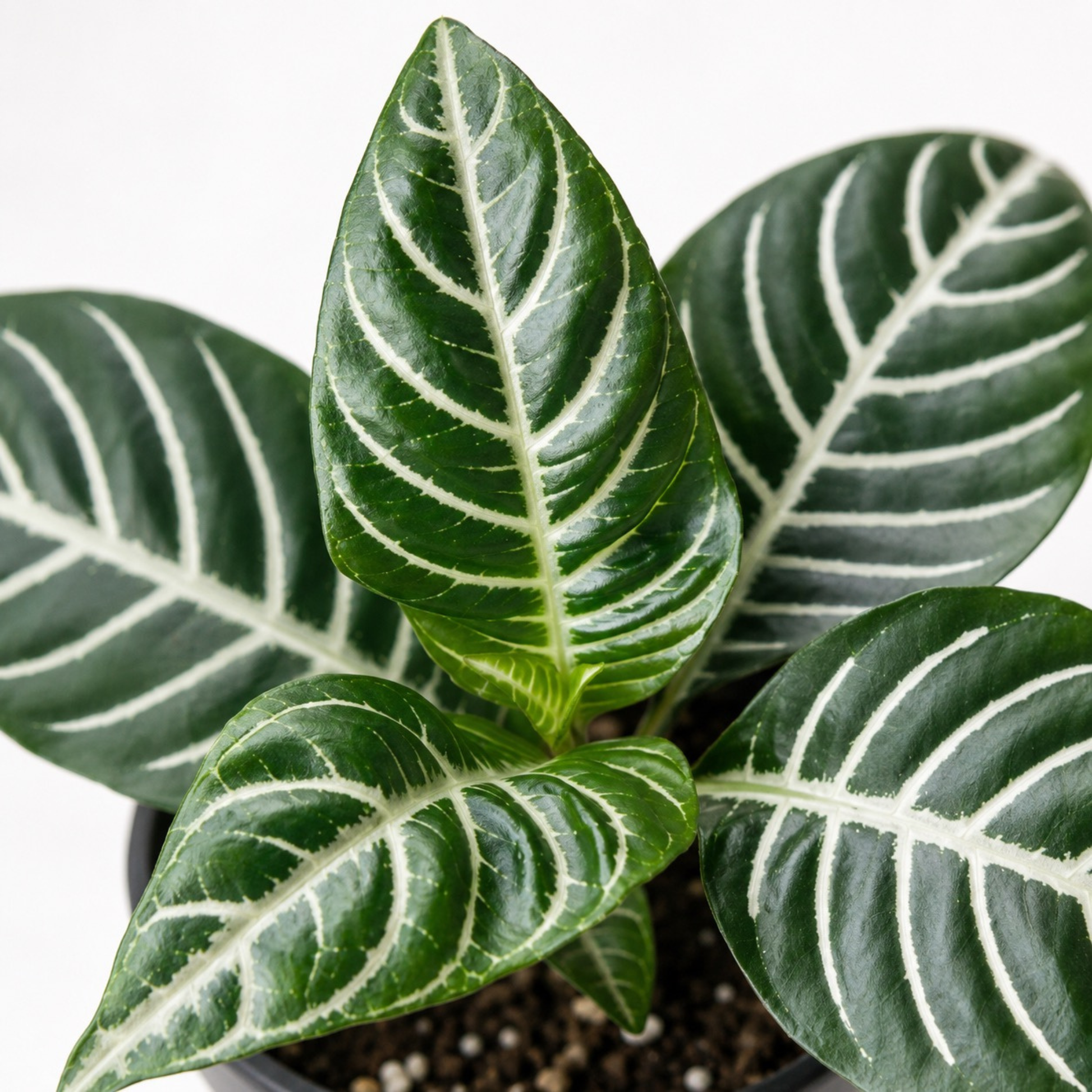 Aphelandra squarrosa 'Dania' Zebra Plant with glossy dark green foliage and bold white veining