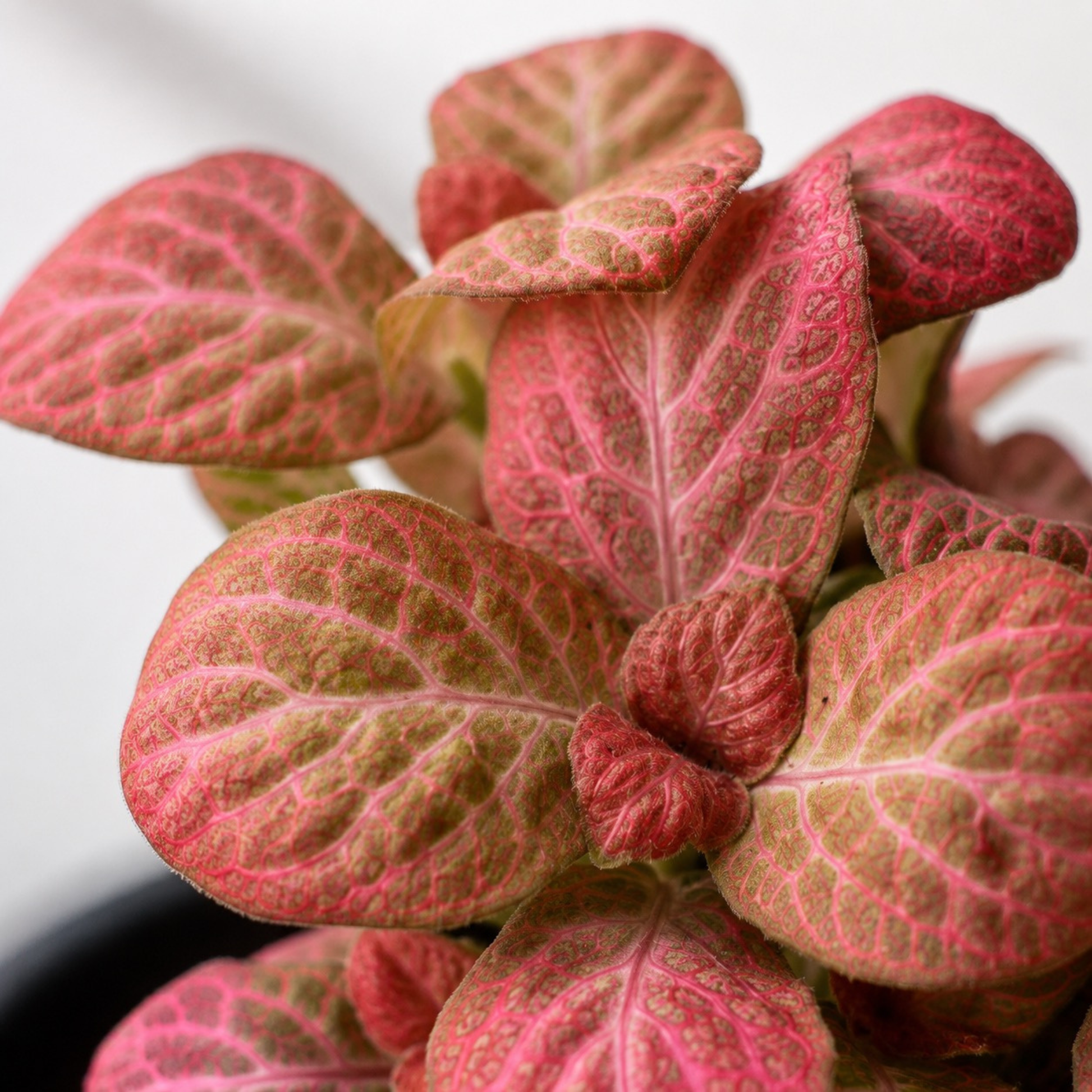 Pink Fittonia Nerve Plant with colorful veined foliage in a black nursery pot