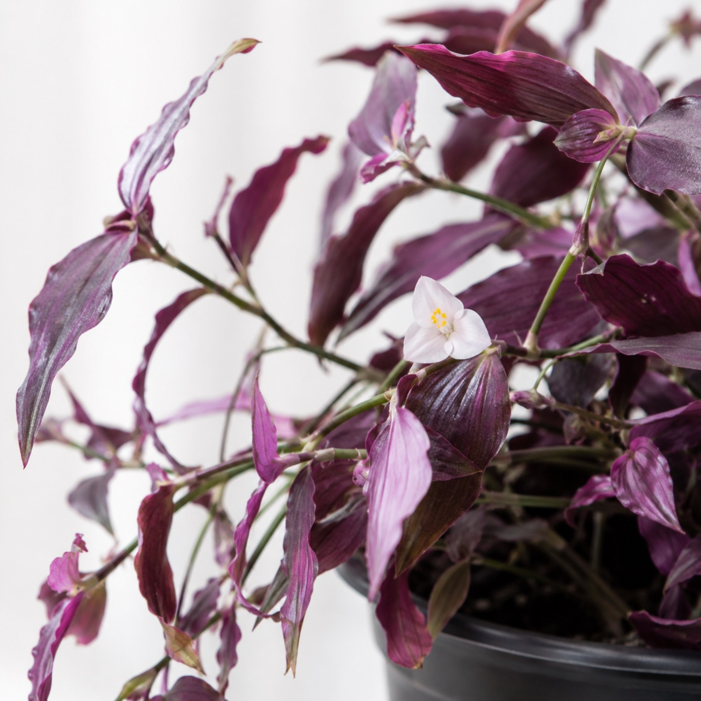 Gibasis geniculata Bridal Veil Plant with trailing purple foliage and delicate white flowers in a nursery pot
