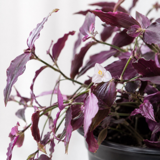 Gibasis geniculata Bridal Veil Plant with trailing purple foliage and delicate white flowers in a nursery pot
