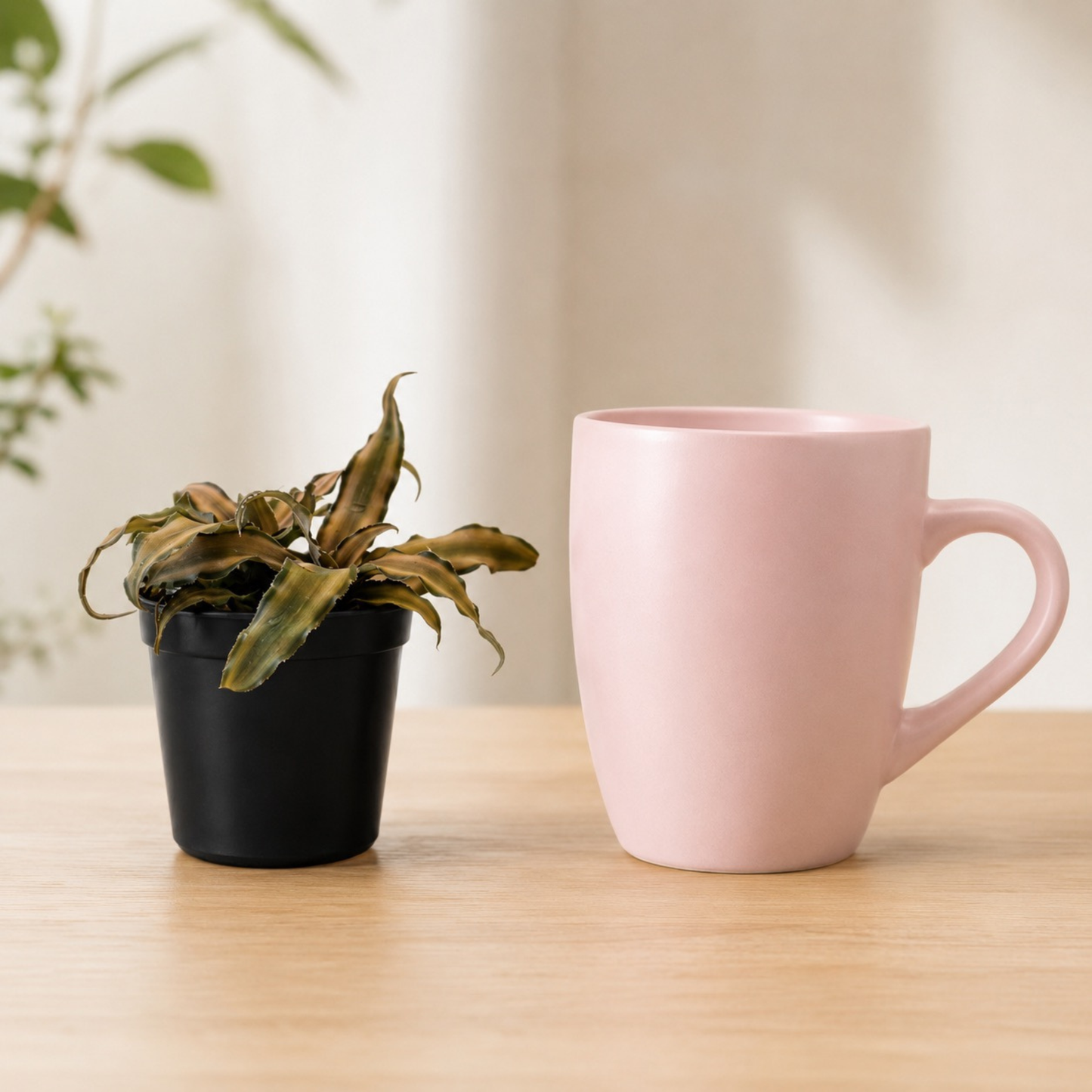 Pink Earth Star bromeliad (Cryptanthus) with wavy pink and green variegated foliage in a black nursery pot