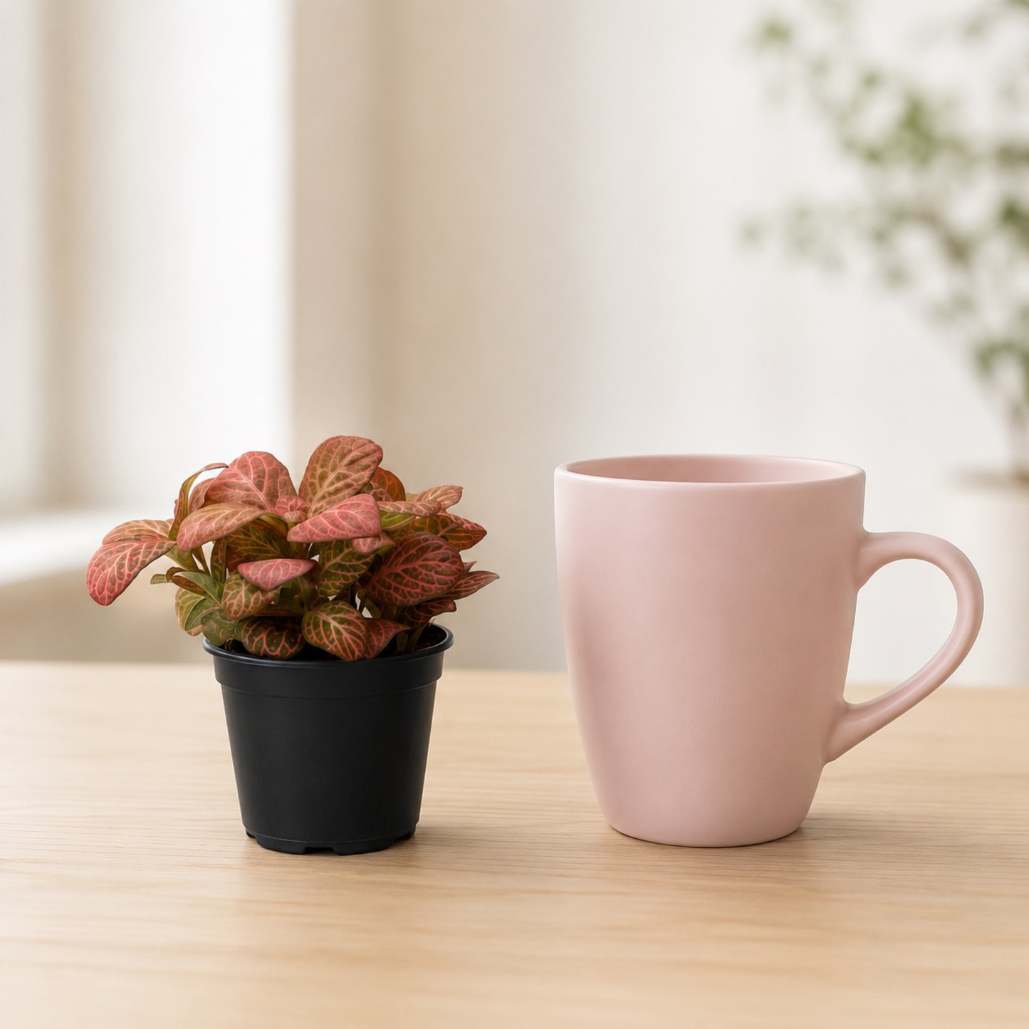 Pink Fittonia Nerve Plant with colorful veined foliage in a black nursery pot