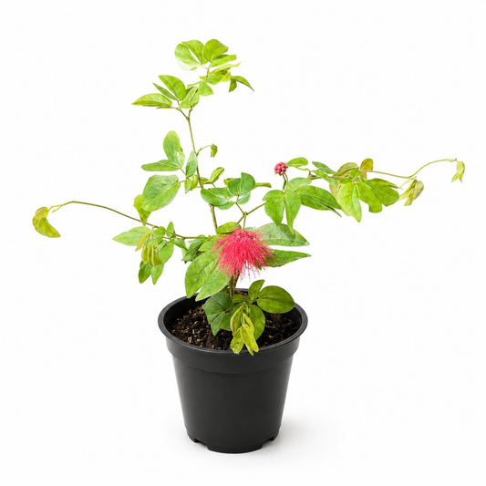 Calliandra powderpuff plant with bright pink fluffy flowers and green foliage growing in a black nursery pot